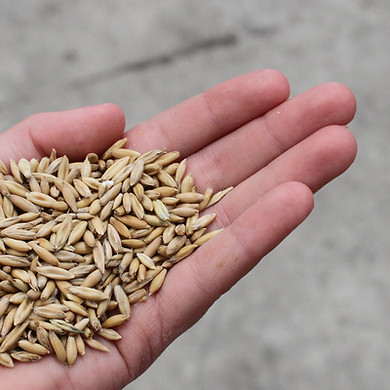 Supa Oats.JPG