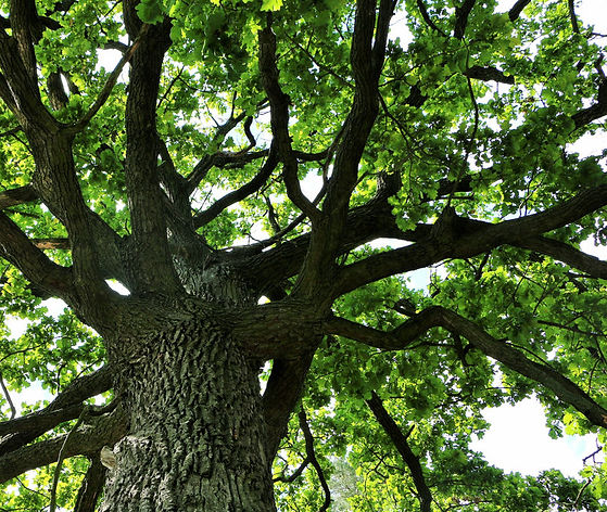 tree 1.jpeg