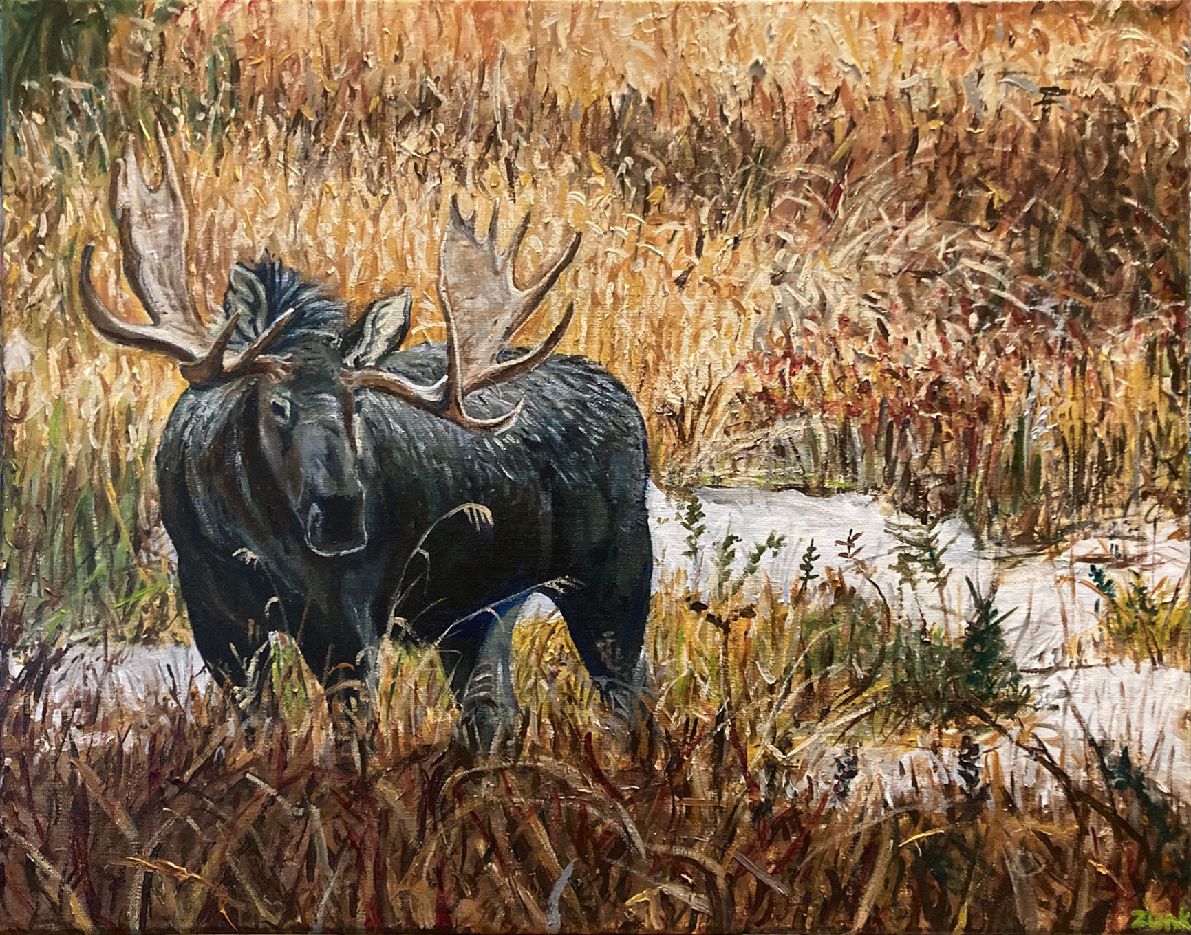 Moose In A Snowy Field