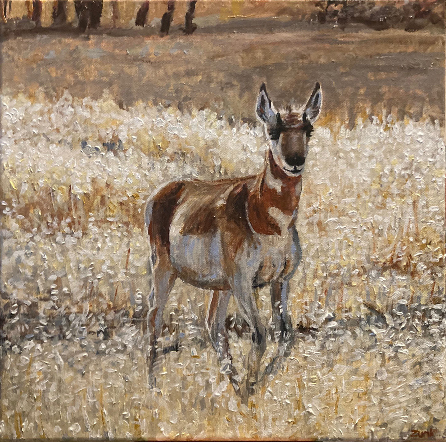 Young Antelope