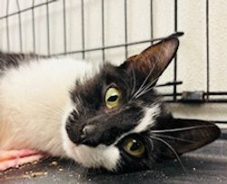 Pet Supplies Plus Fishers