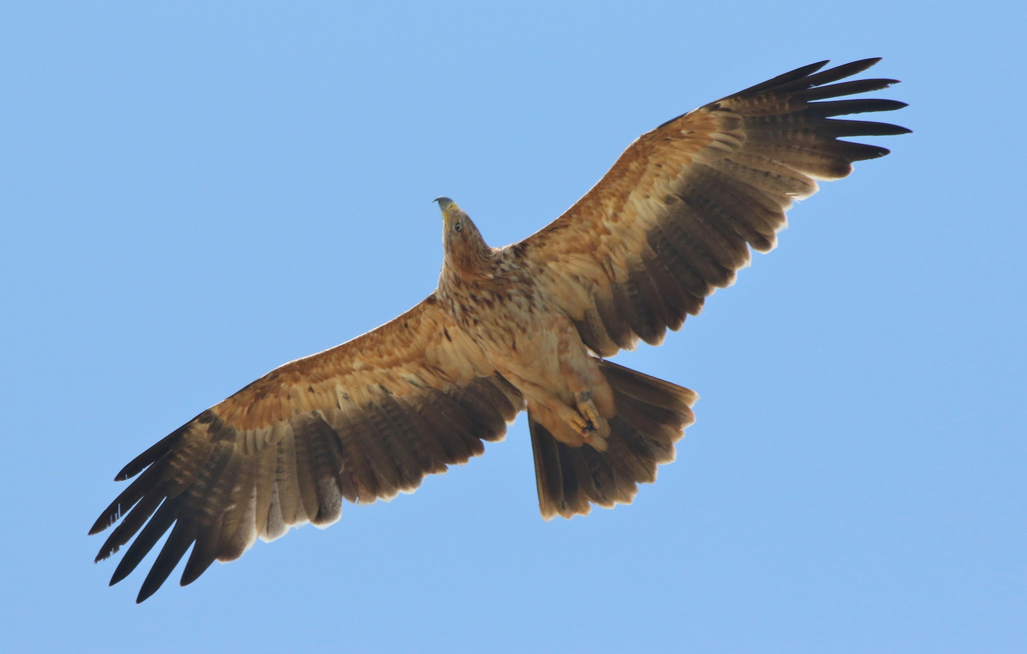 Imperial Eagle (Aquila heliaca)