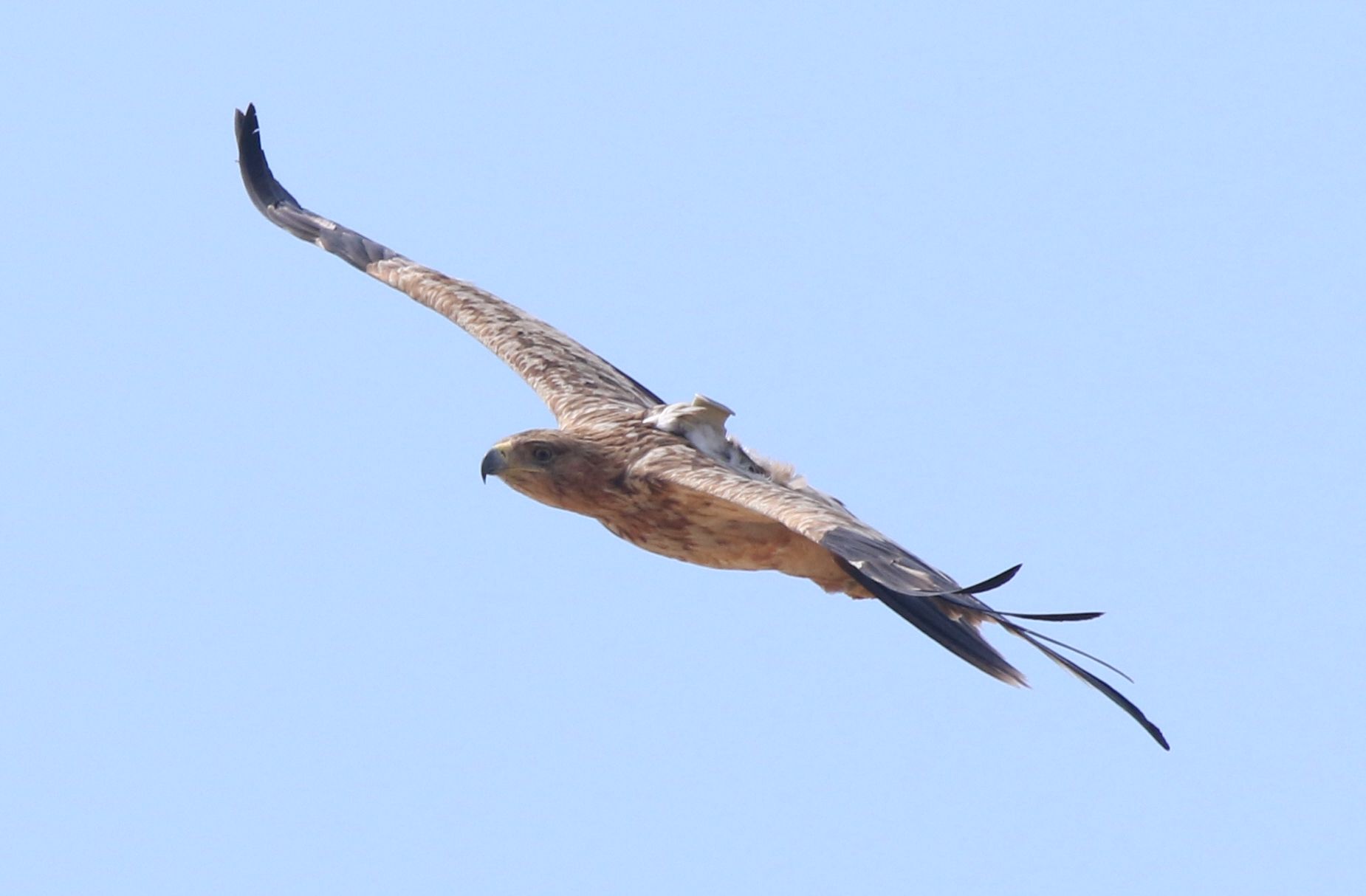 Imperial Eagle (Aquila heliaca)