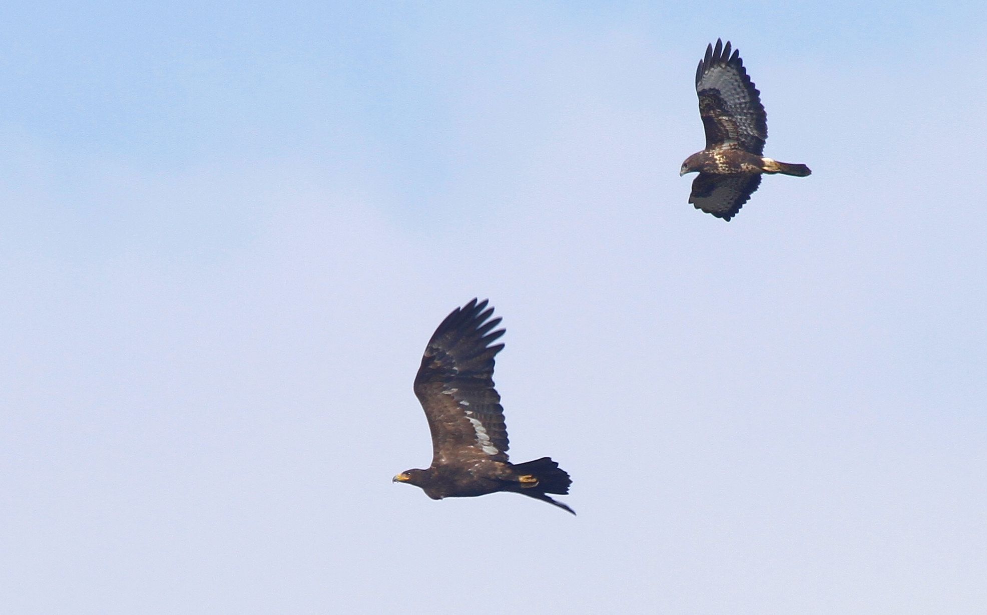 Steppe Eagle (Aquila nipalensis)