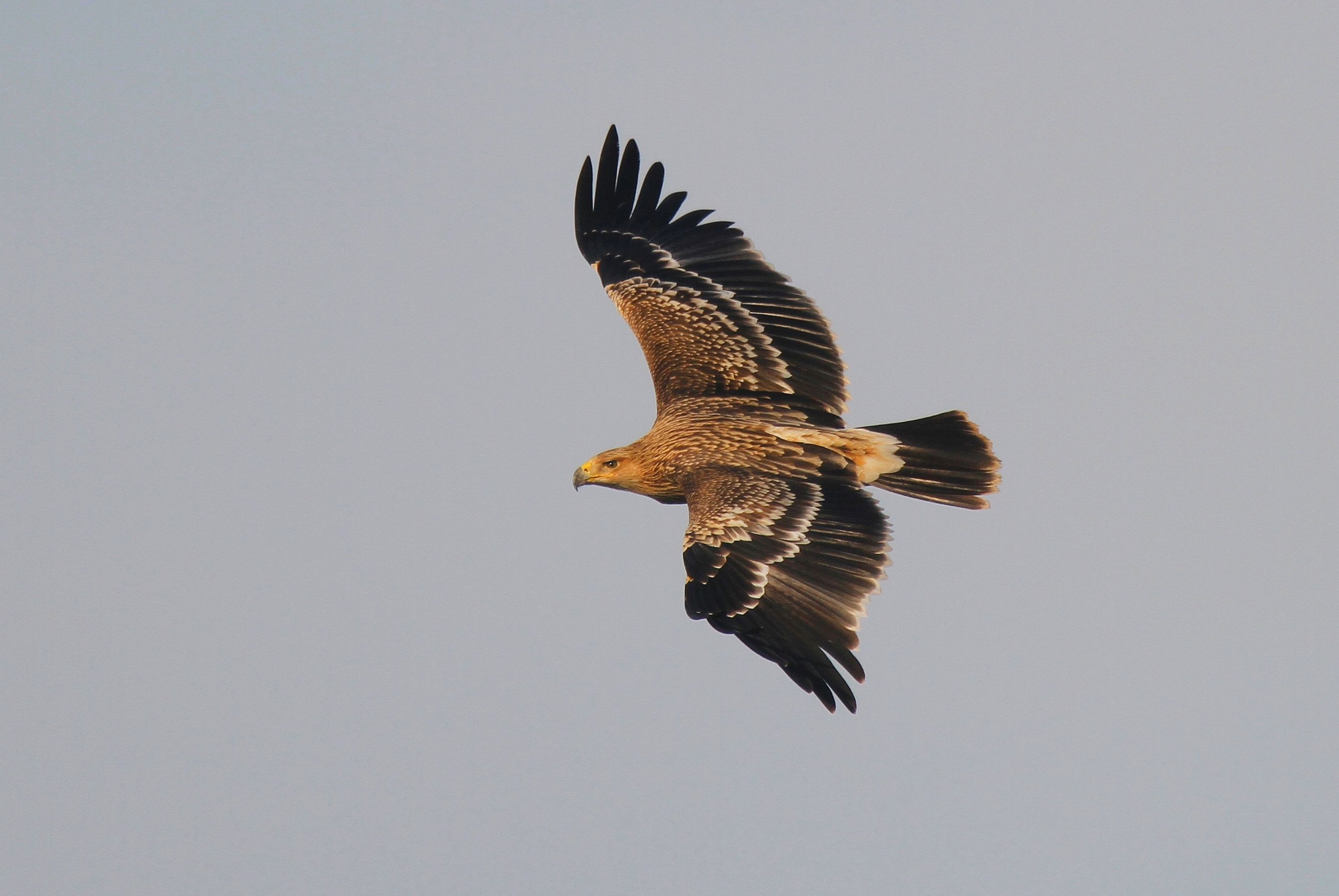 Imperial Eagle (Aquila heliaca)