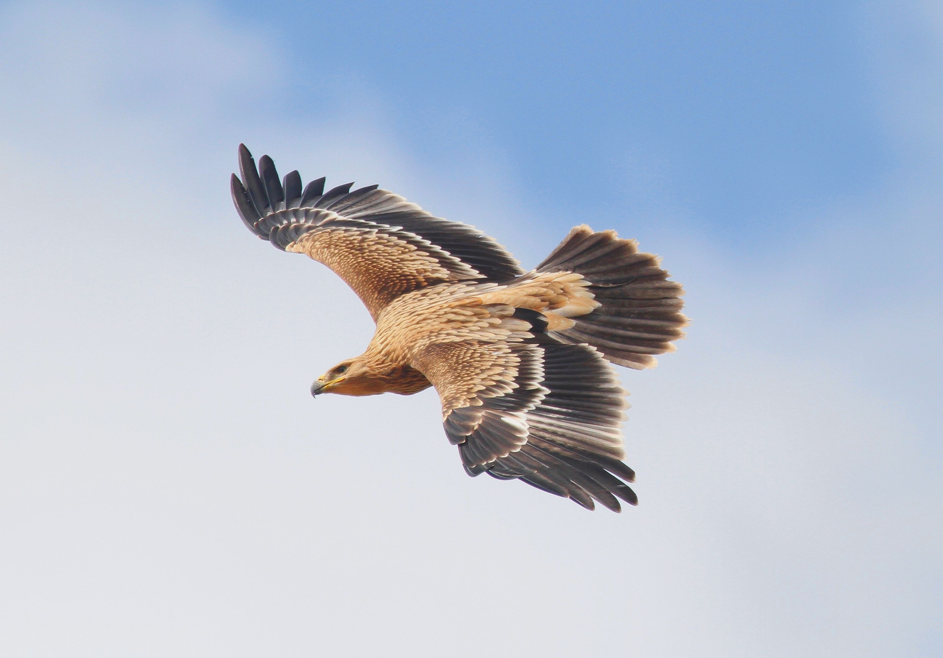 Imperial Eagle (Aquila heliaca)