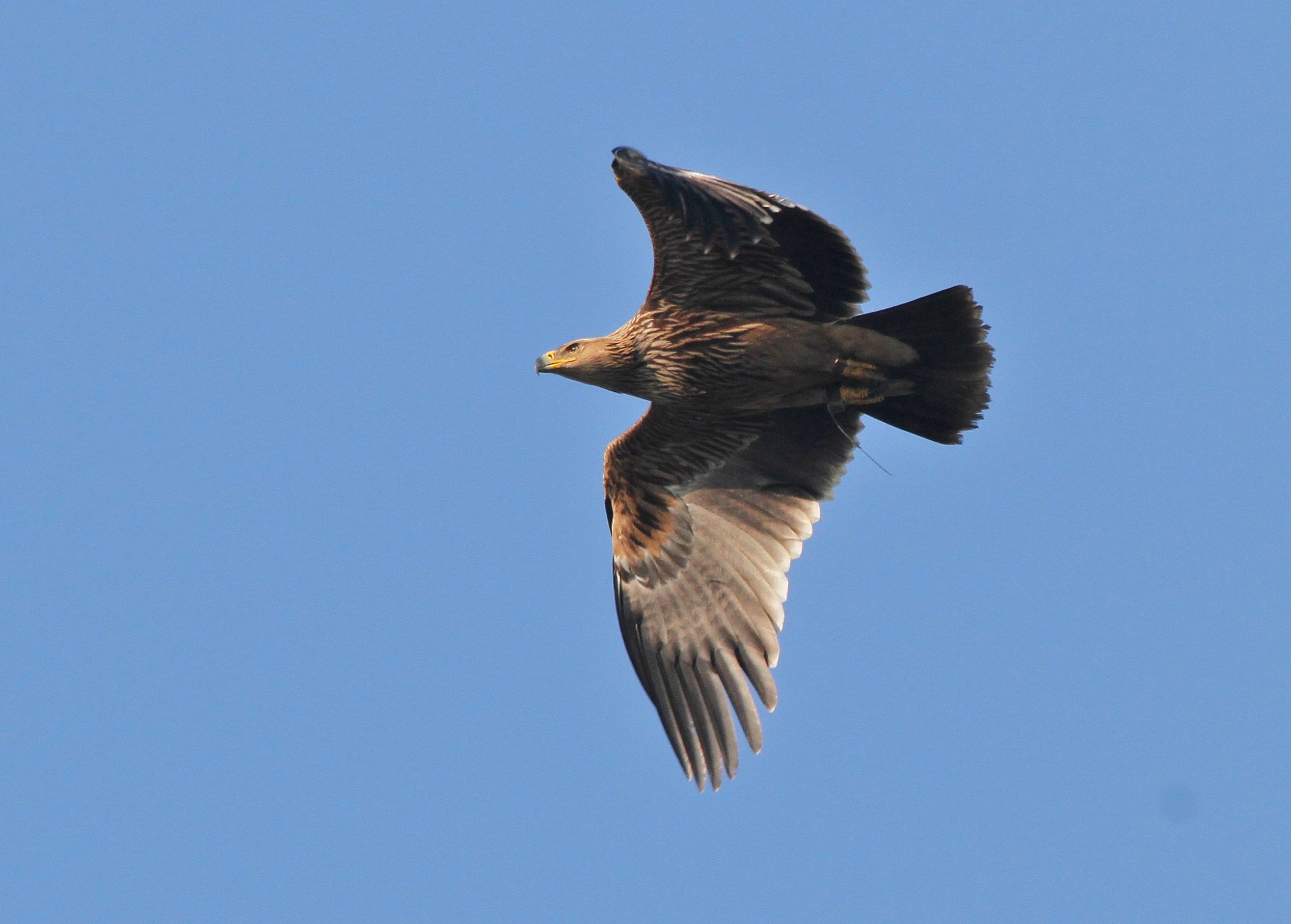 Imperial Eagle (Aquila heliaca)