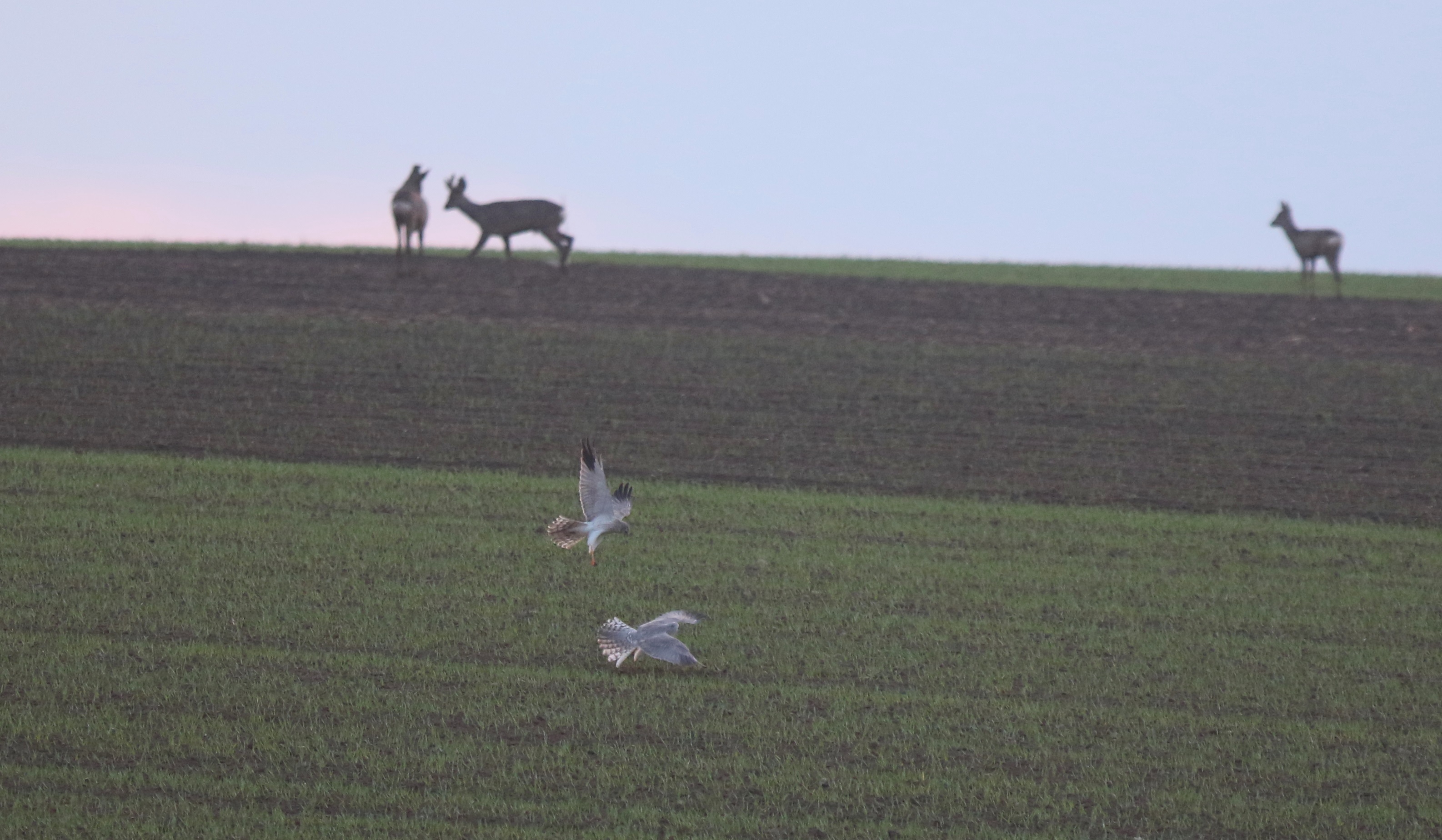 Pallid Harrier (Circus macrourus)