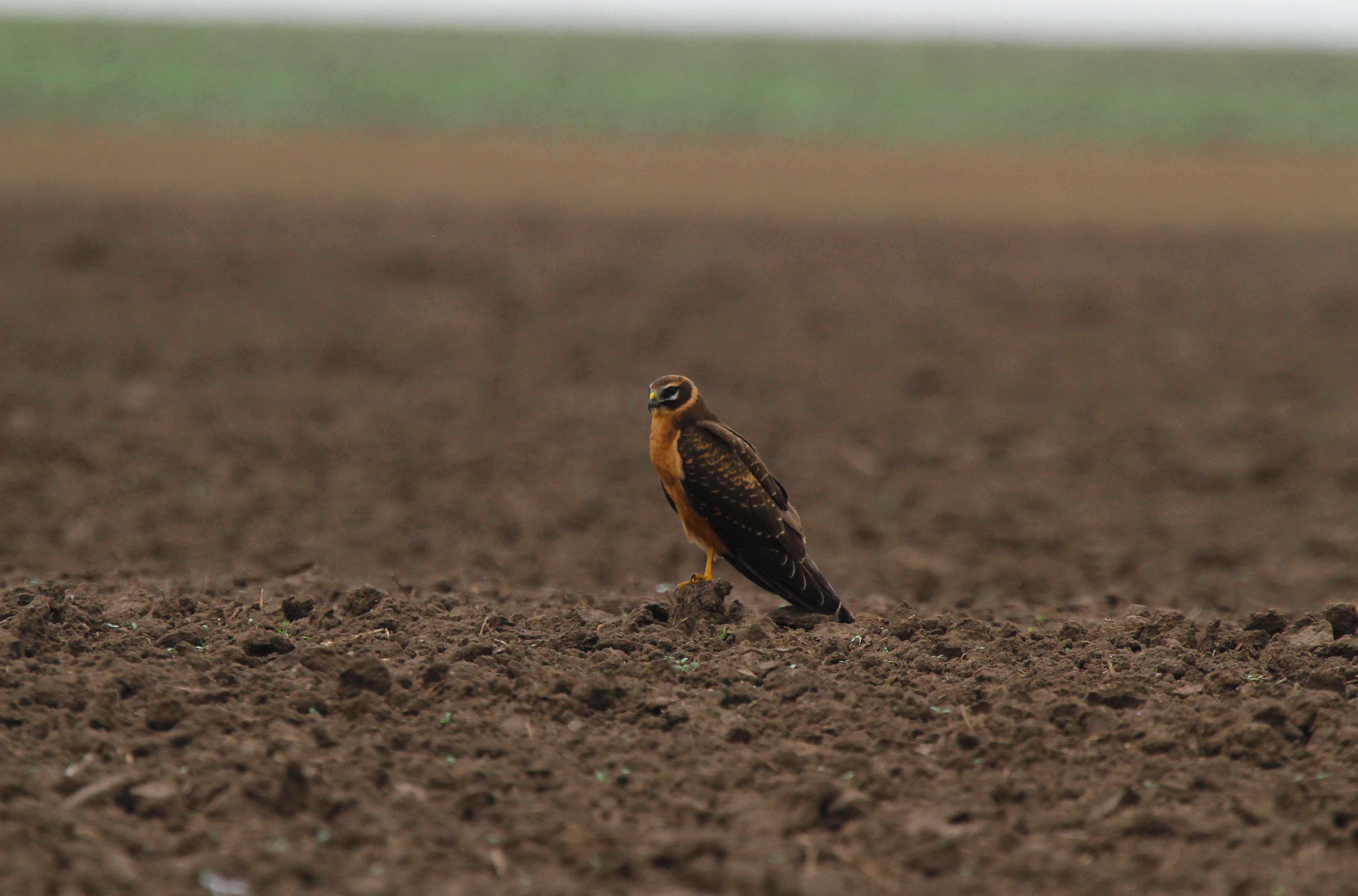 Pallid Harrier (Circus macrourus)