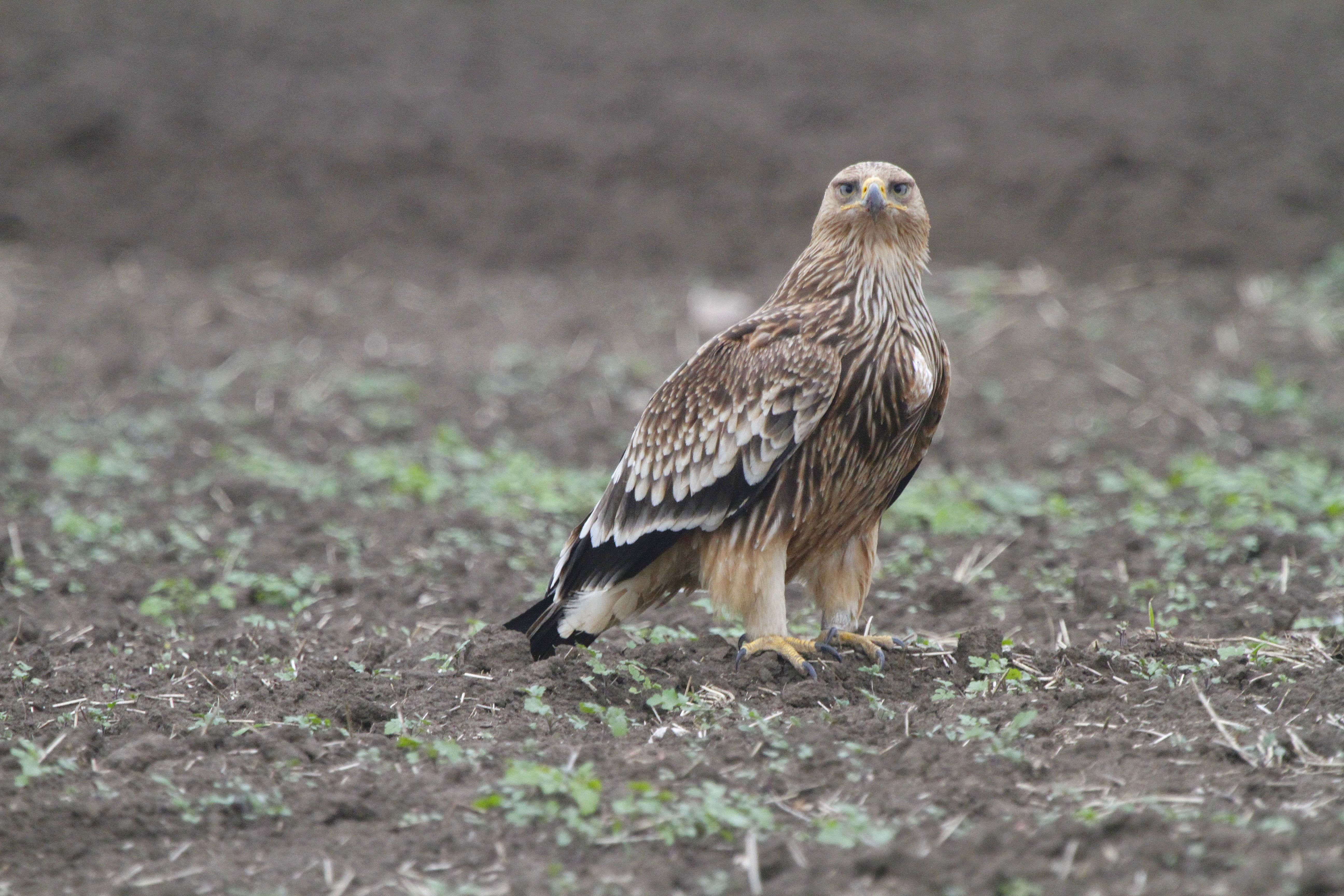 Imperial Eagle (Aquila heliaca)