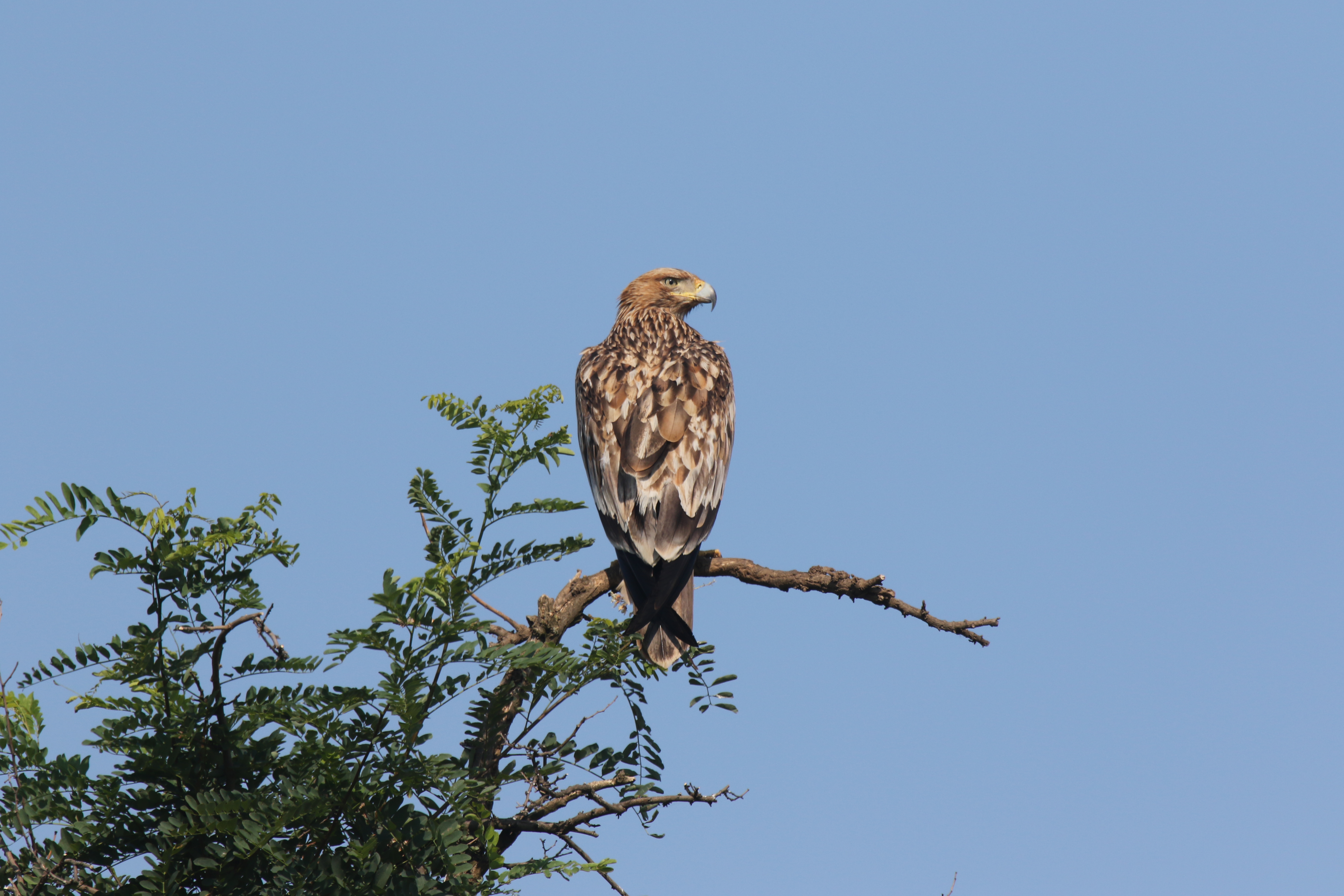 Imperial Eagle (Aquila heliaca)