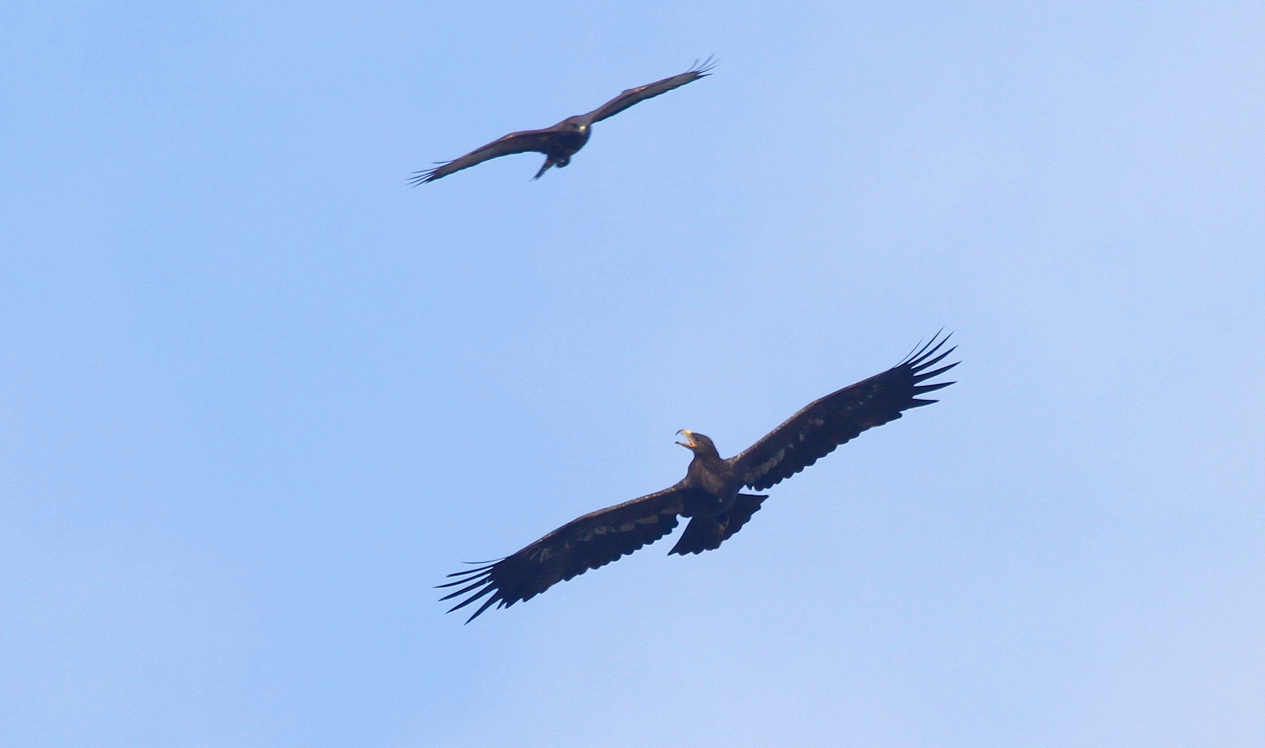 Steppe Eagle (Aquila nipalensis)