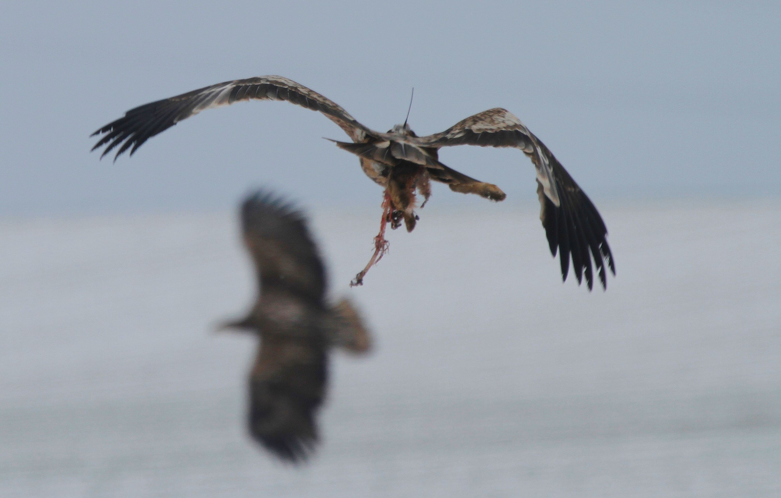 Imperial Eagle (Aquila heliaca)