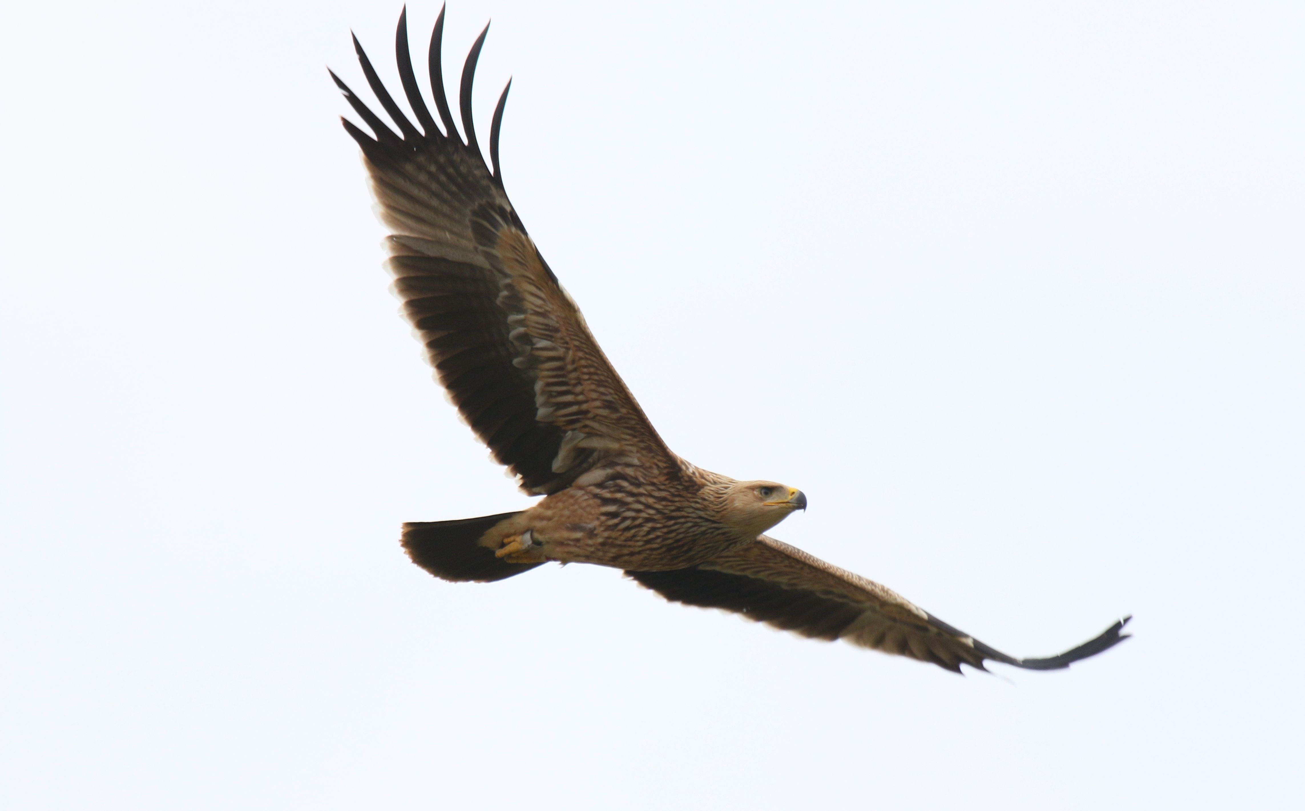 Imperial Eagle (Aquila heliaca)