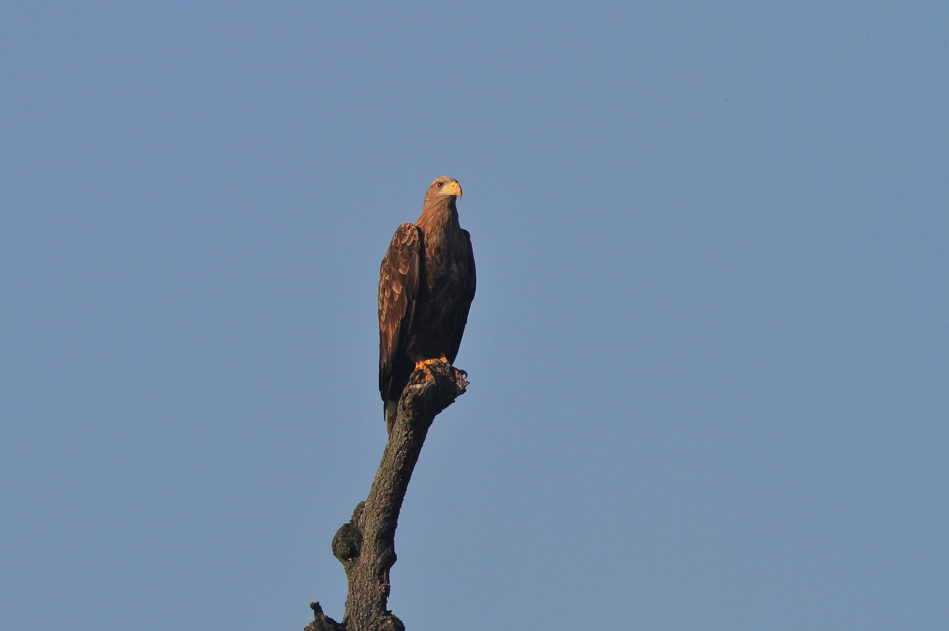 White Tailed Eagle (H. albicilla)