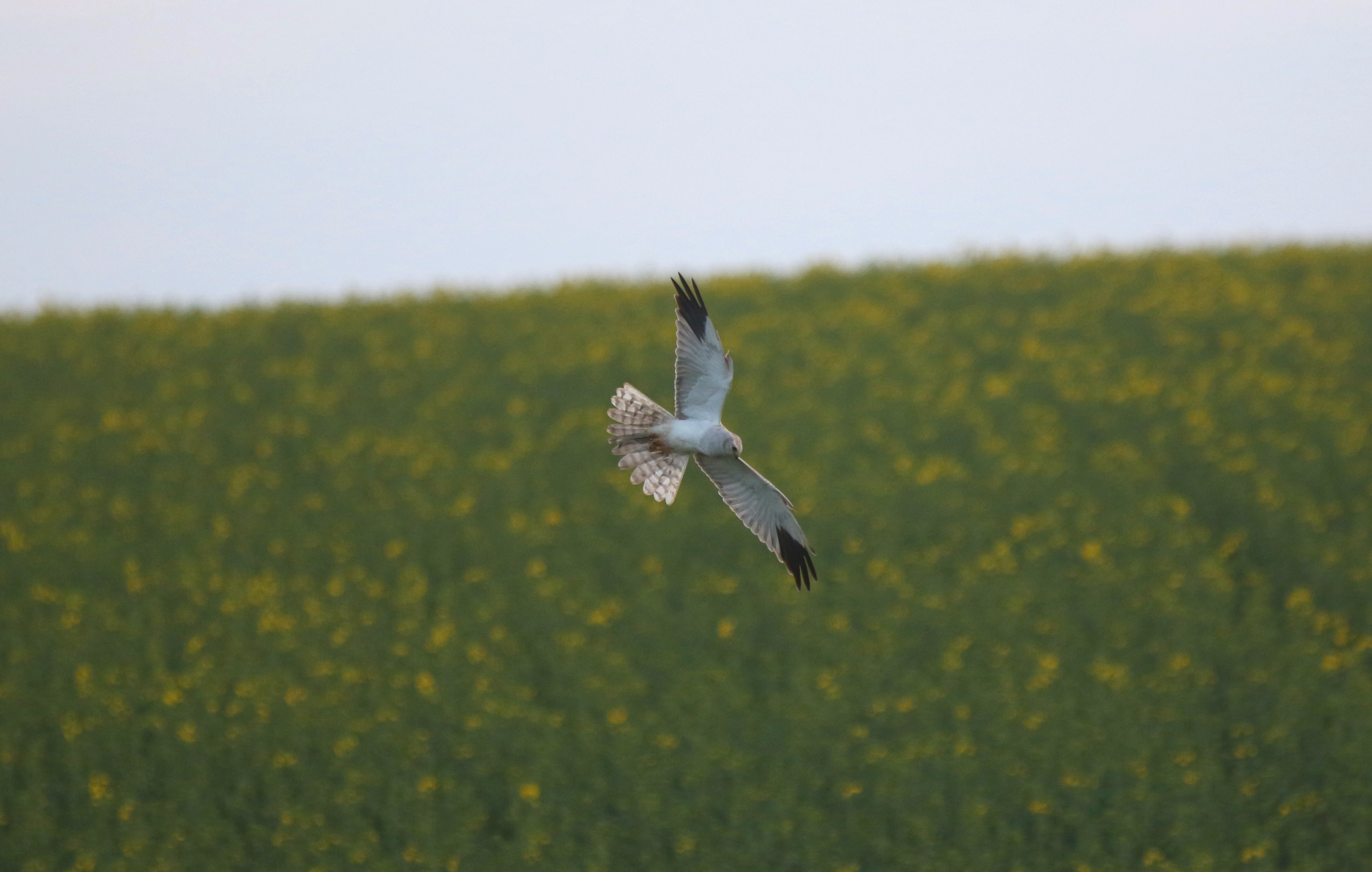 Pallid Harrier (Circus macrourus)
