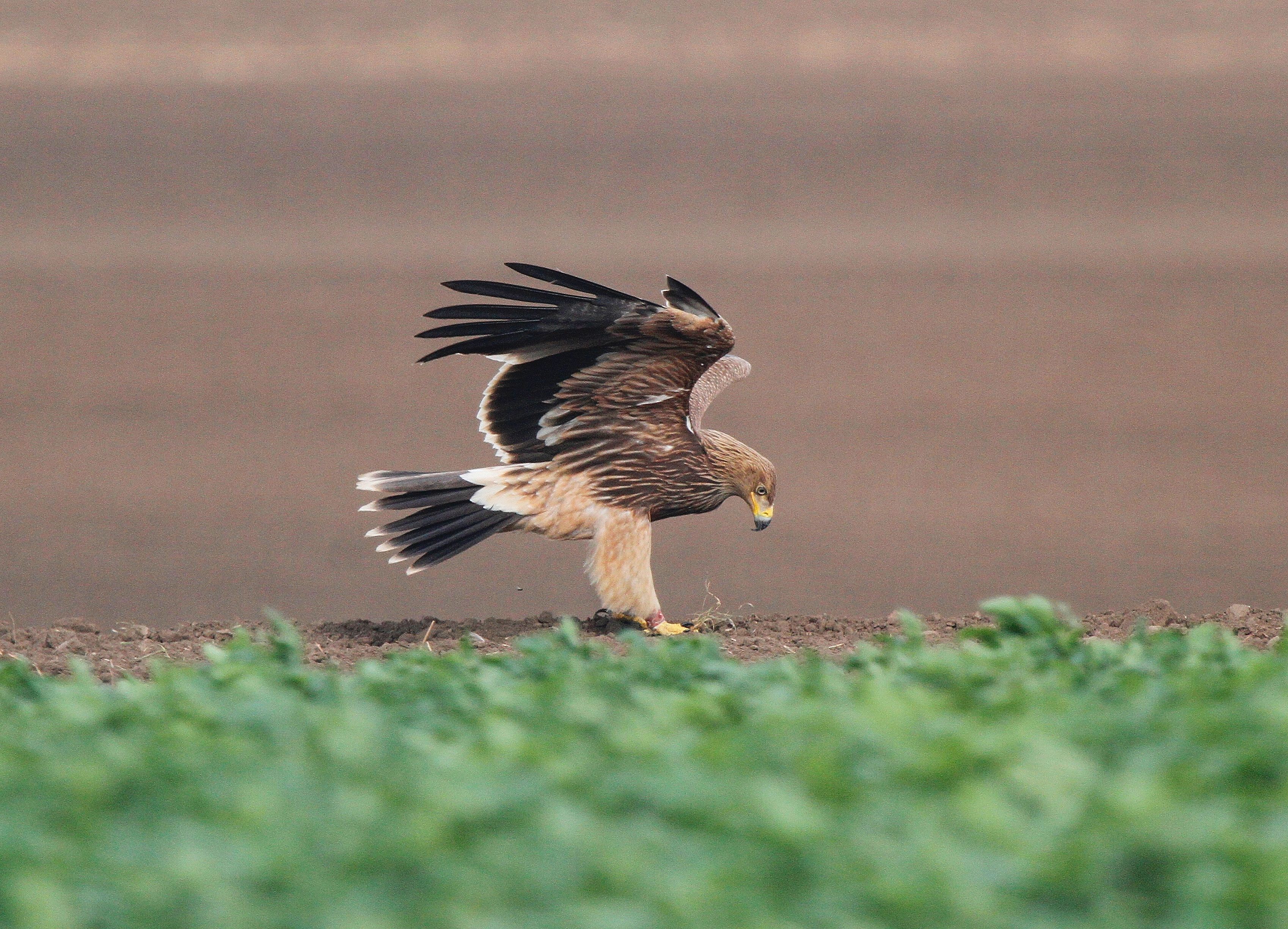 Imperial Eagle (Aquila heliaca)
