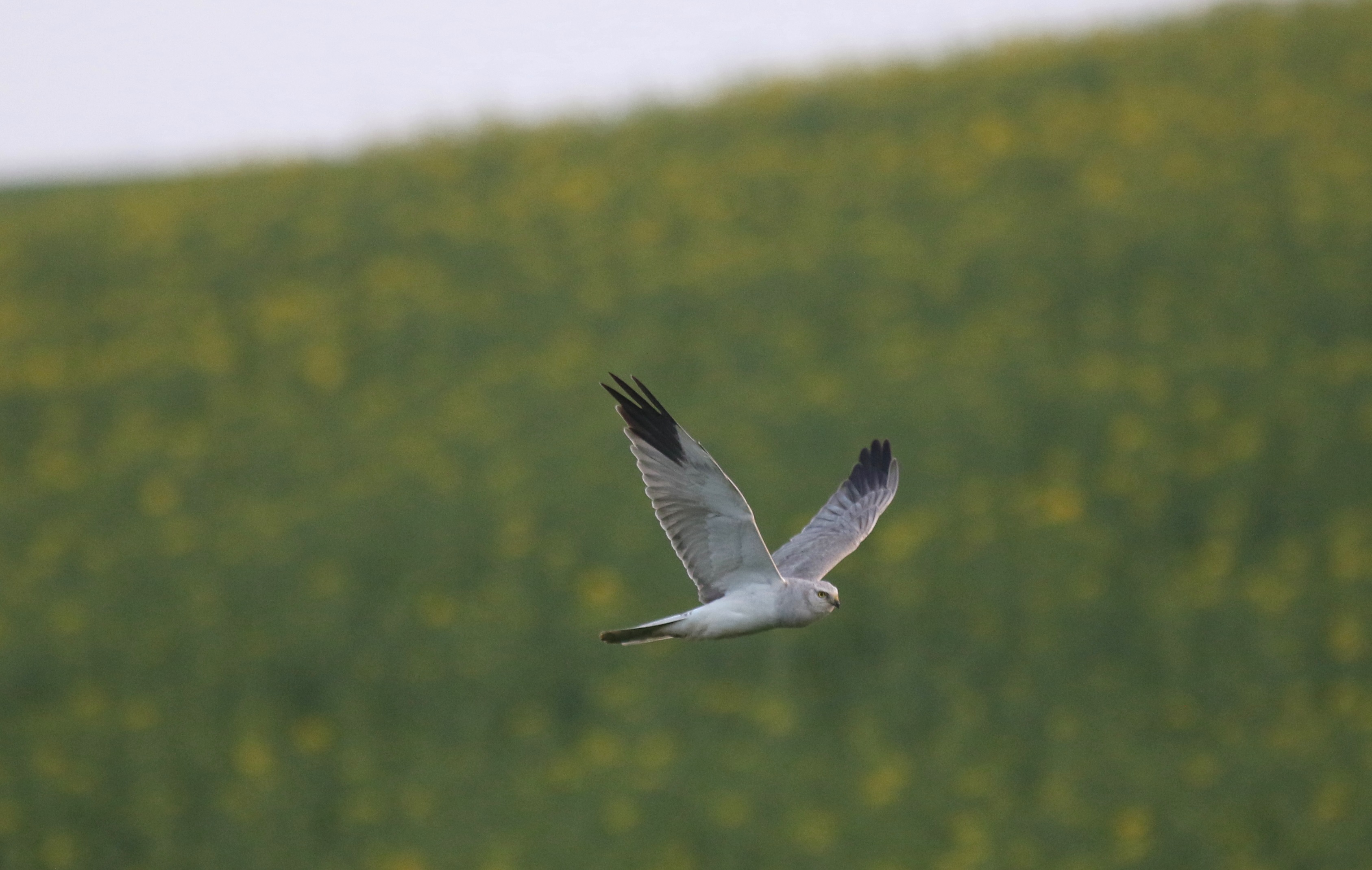 Pallid Harrier (Circus macrourus)