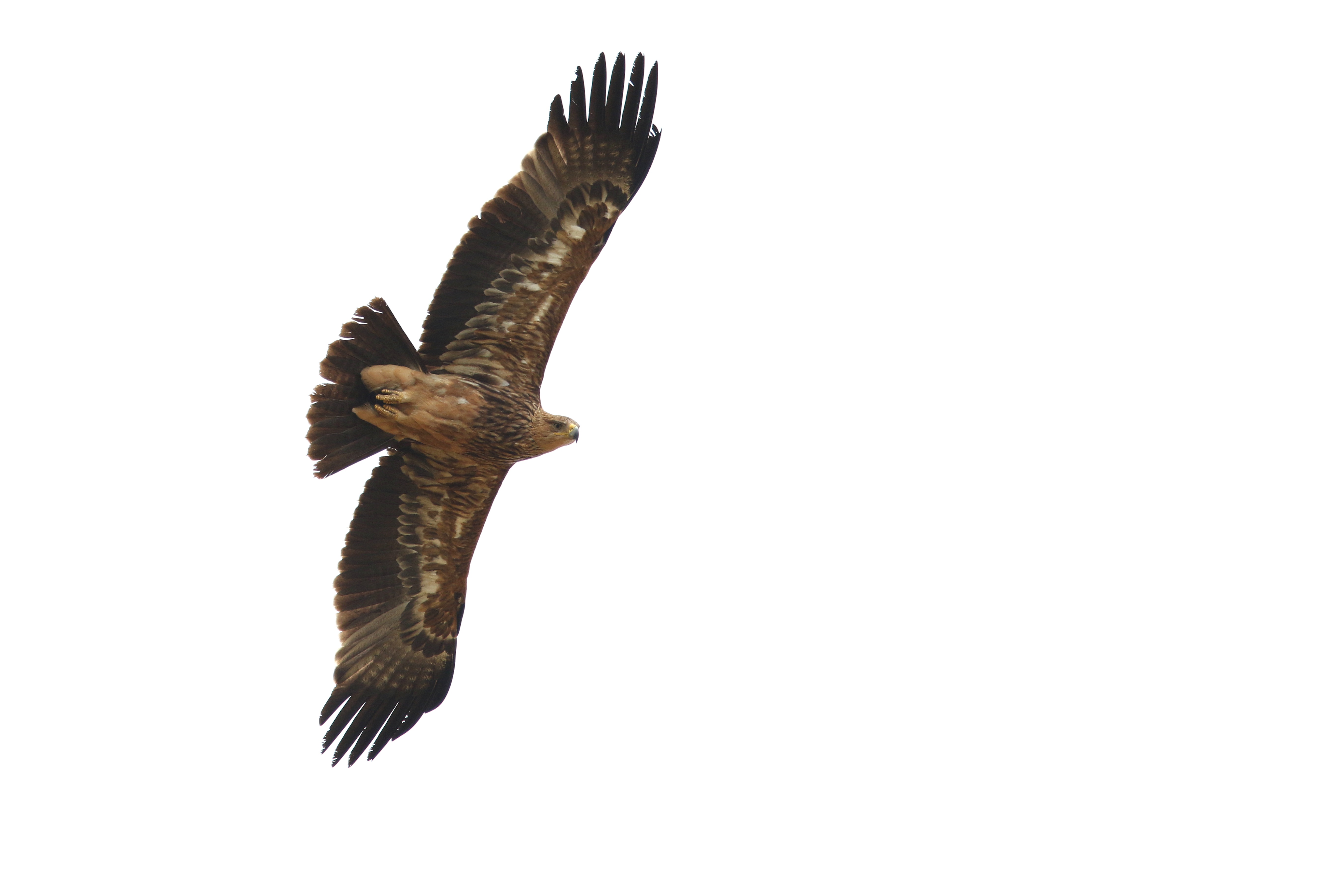 Imperial Eagle (Aquila heliaca)