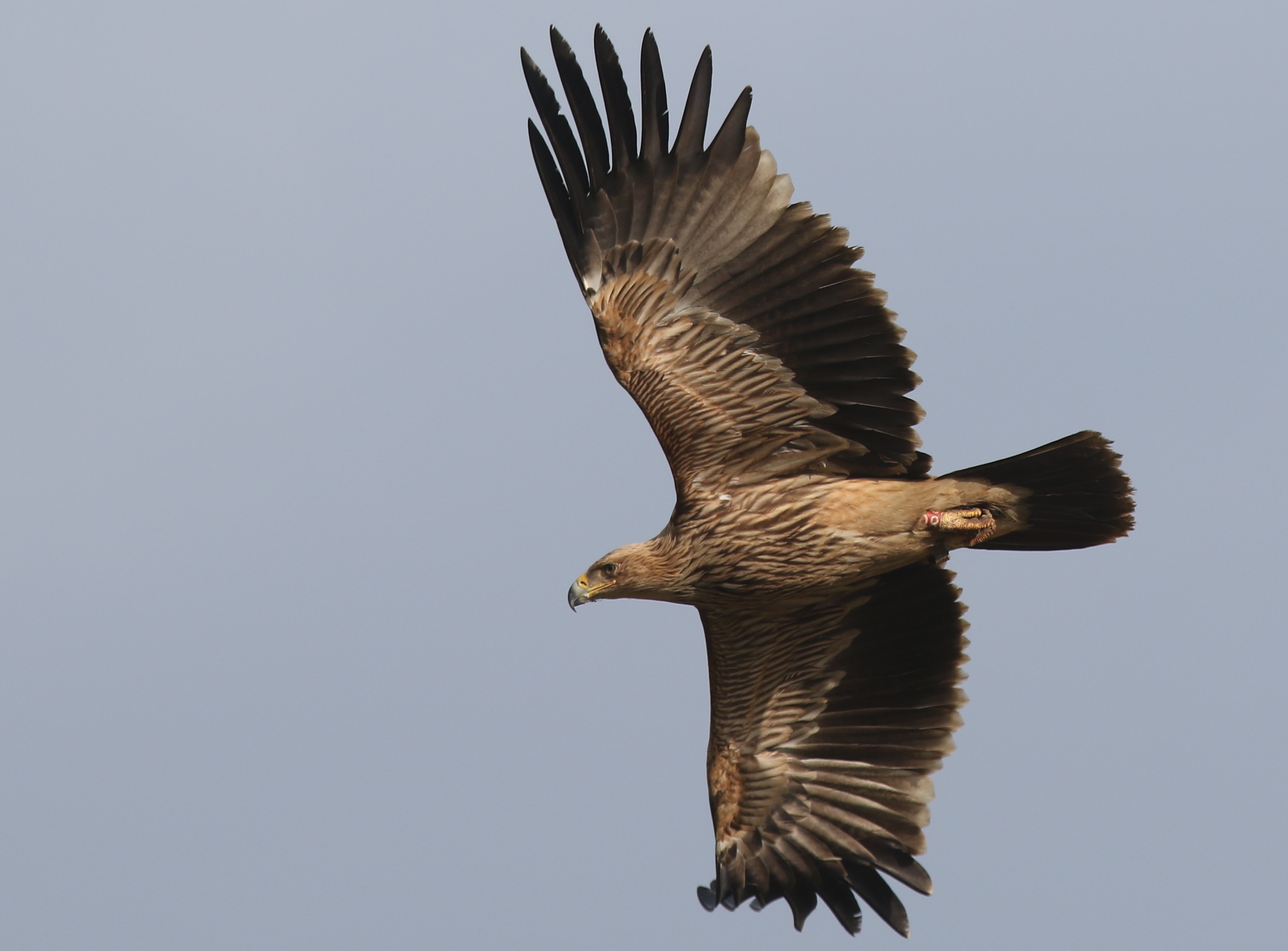 Imperial Eagle (Aquila heliaca)