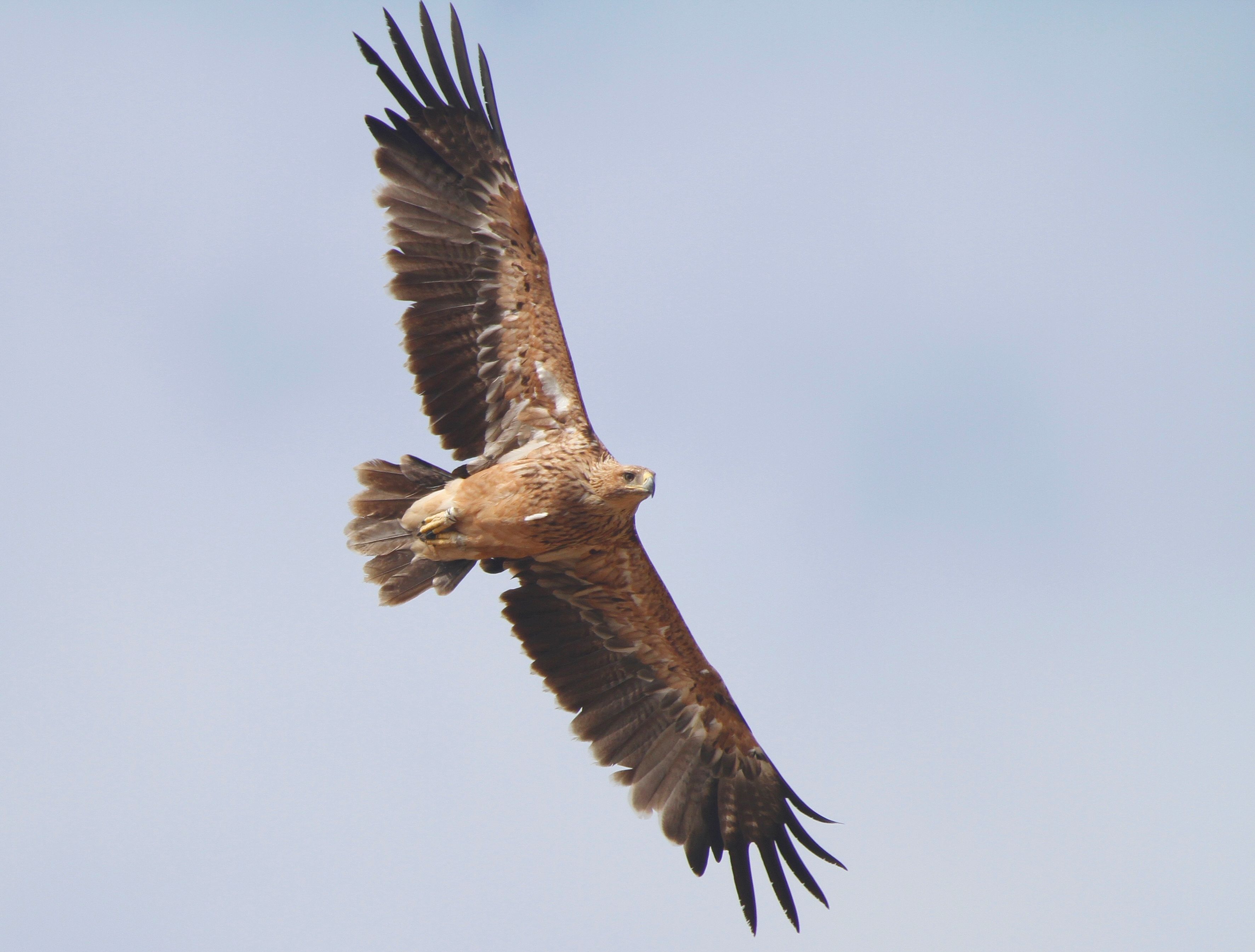 Imperial Eagle (Aquila heliaca)