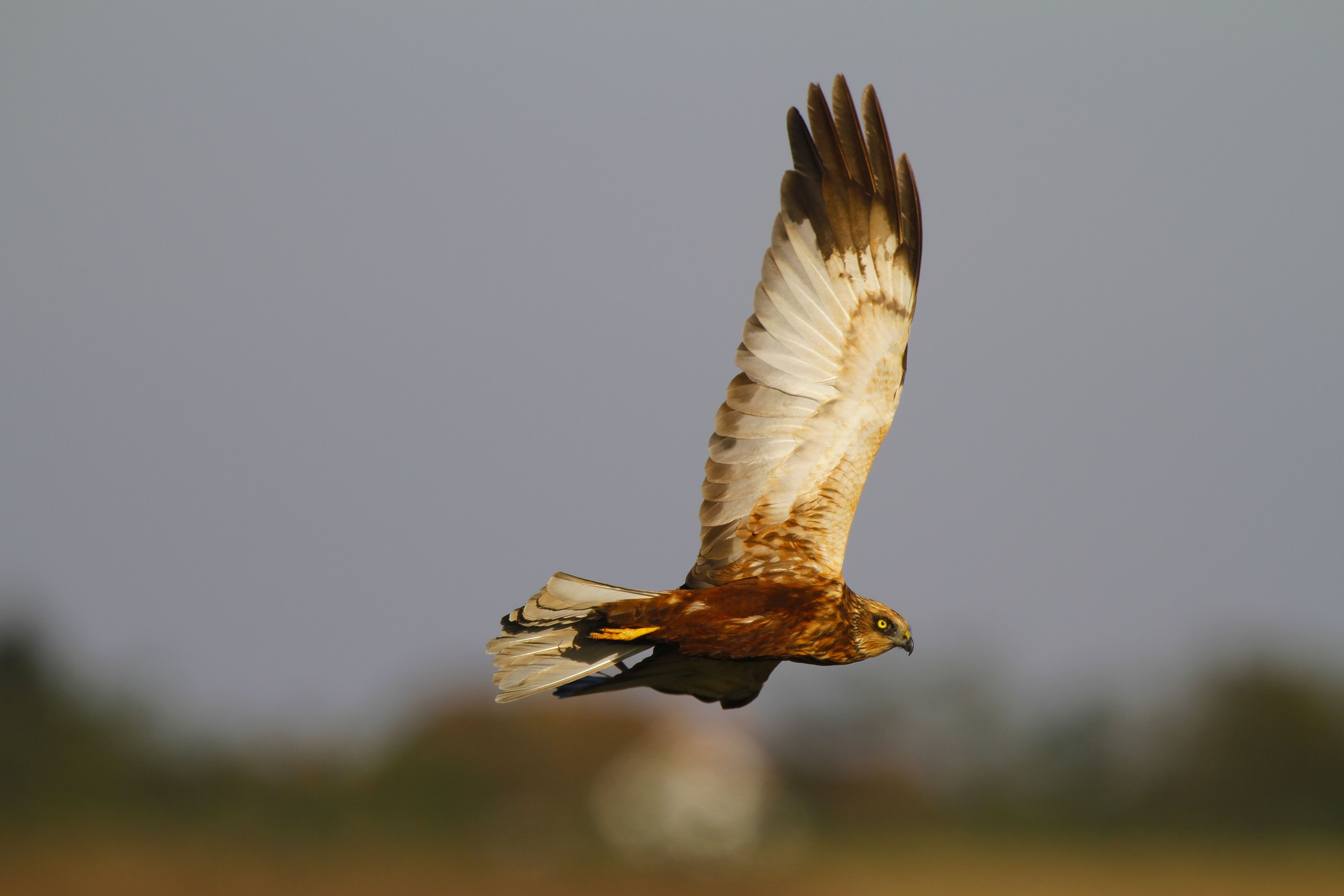 Marsh Harrier (Circus aeruginosus)