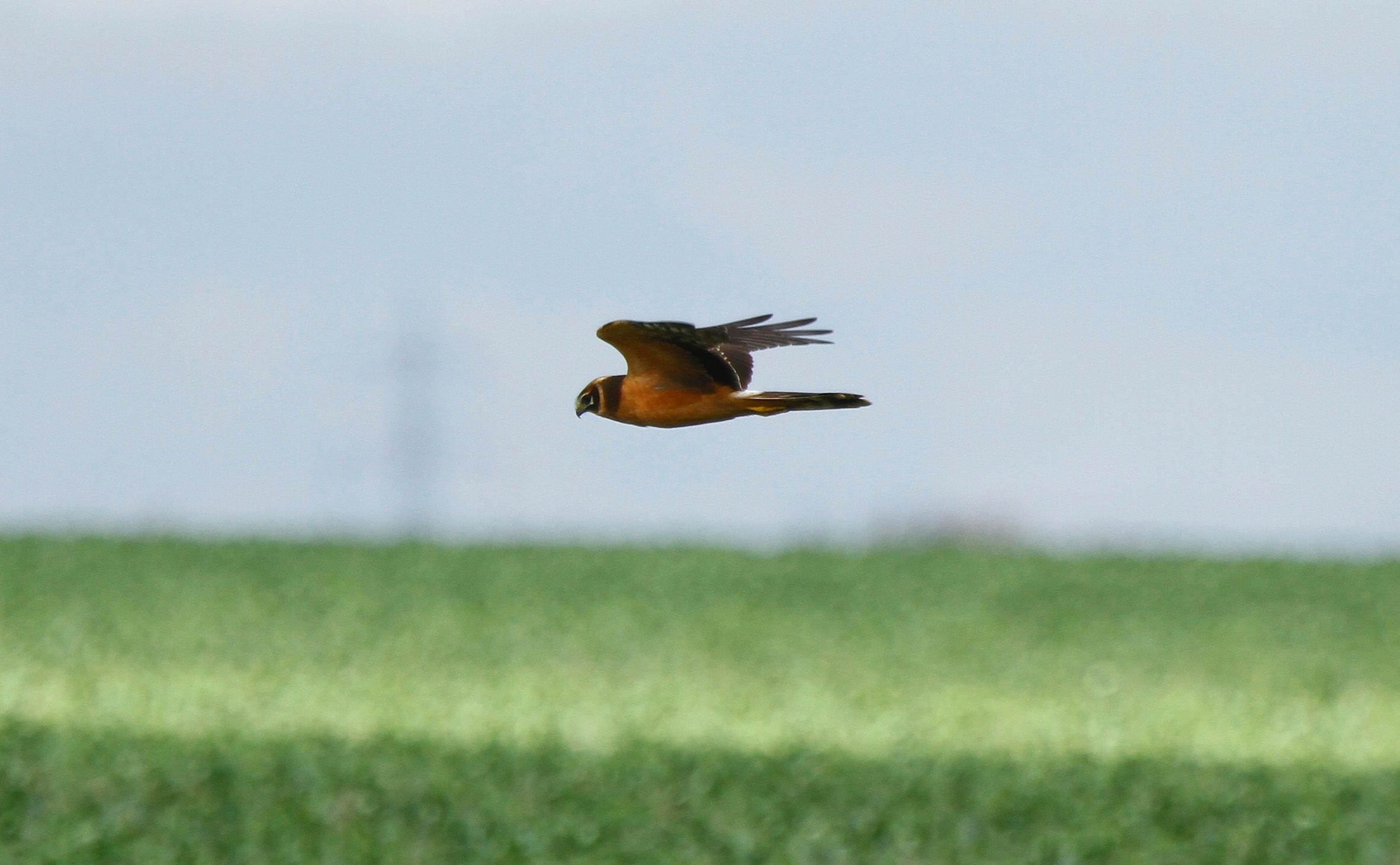 Pallid Harrier (Circus macrourus)