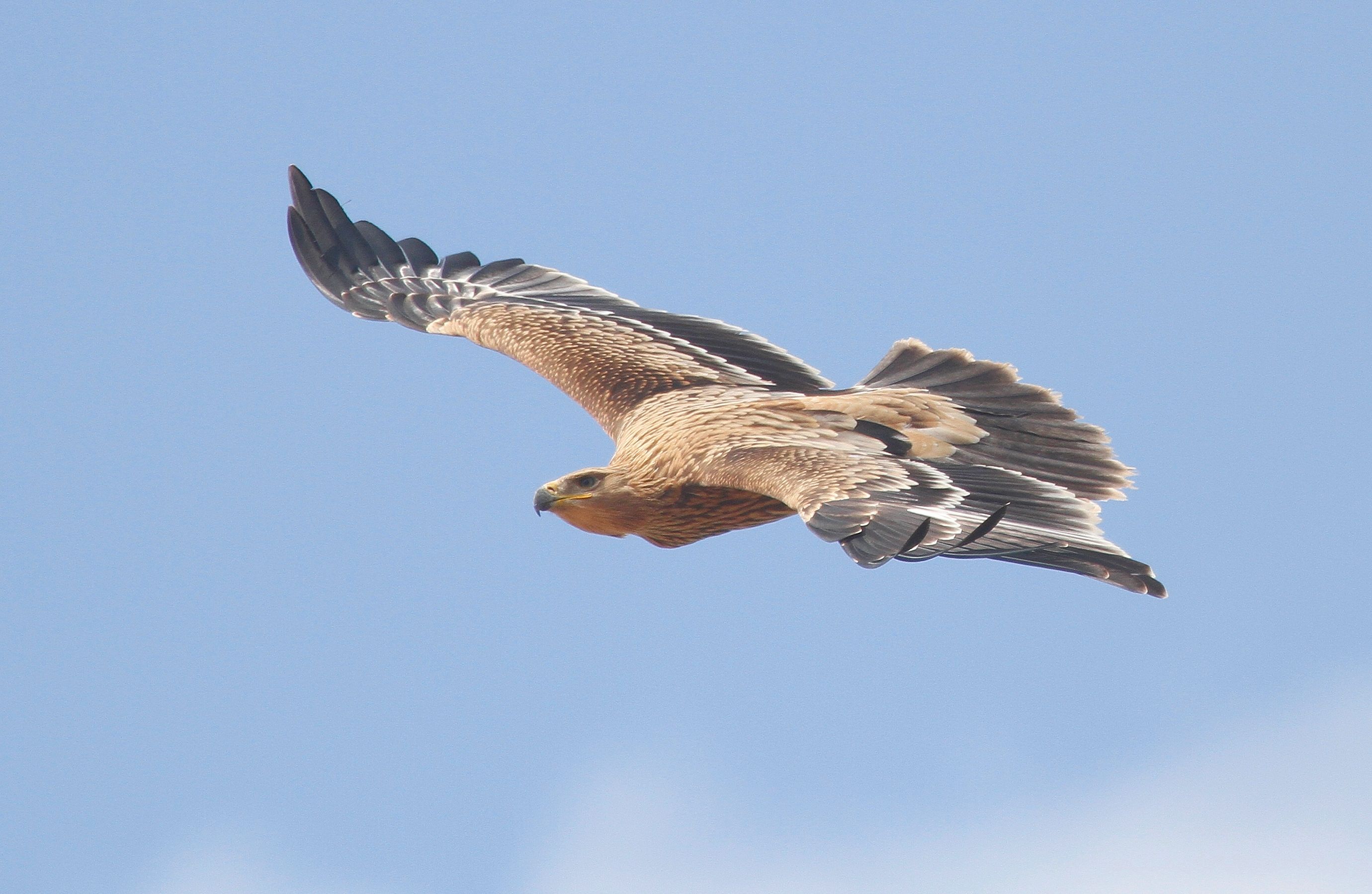 Imperial Eagle (Aquila heliaca)