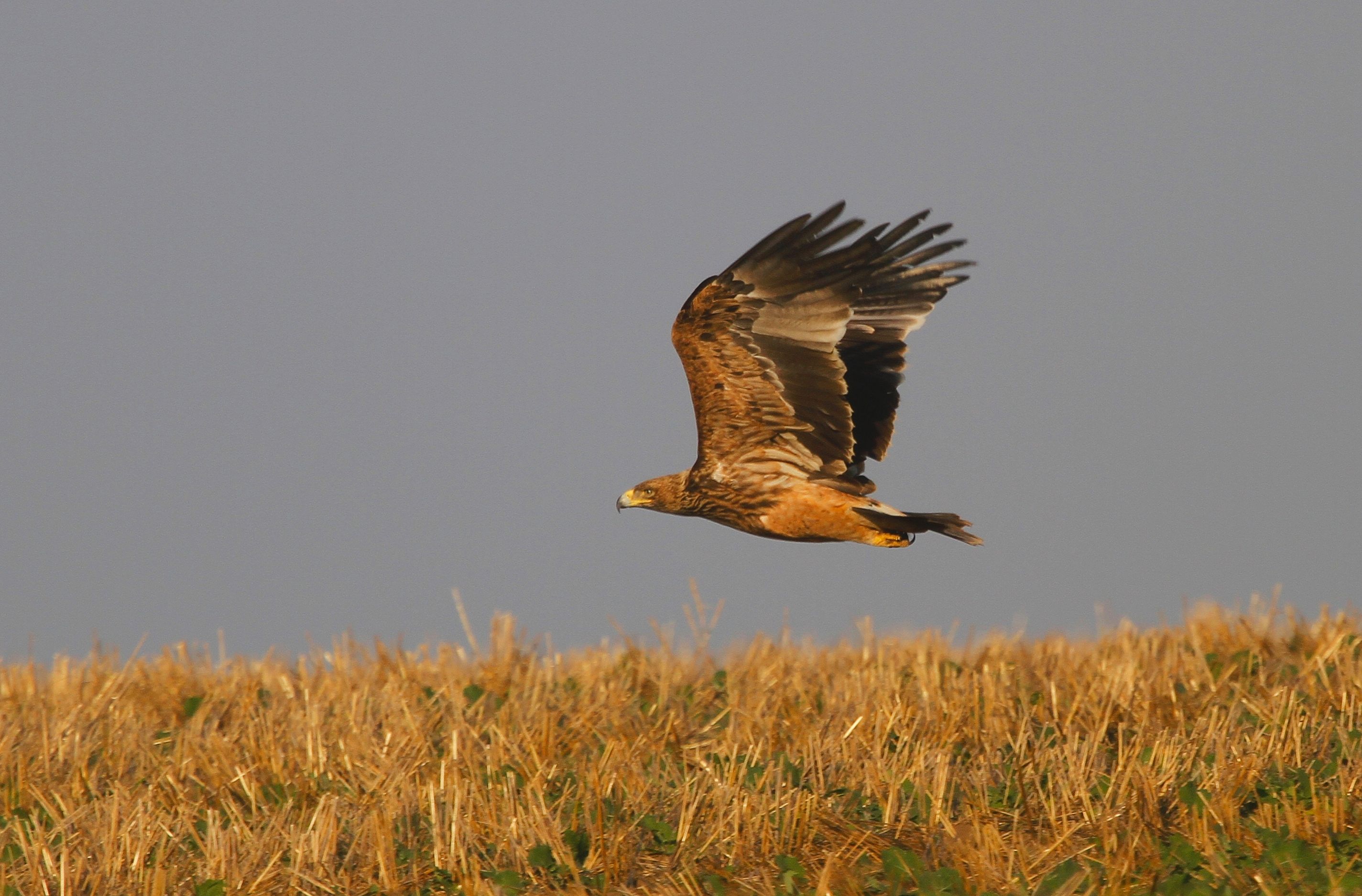 Imperial Eagle (Aquila heliaca)