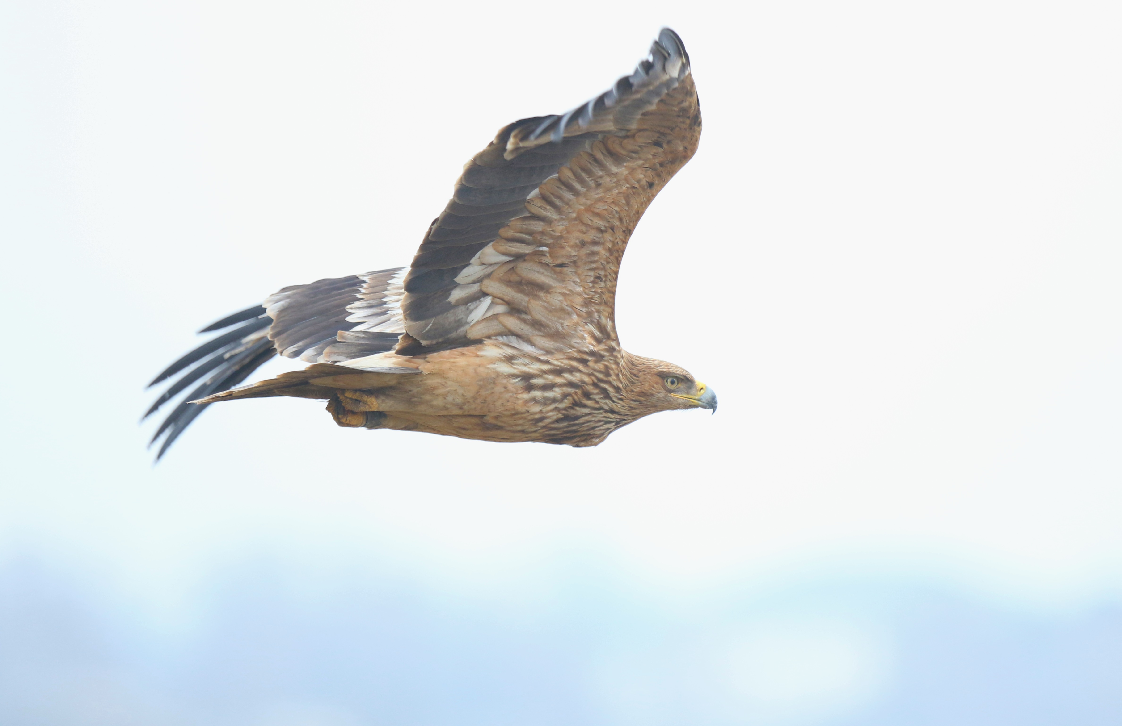 Imperial Eagle (Aquila heliaca)