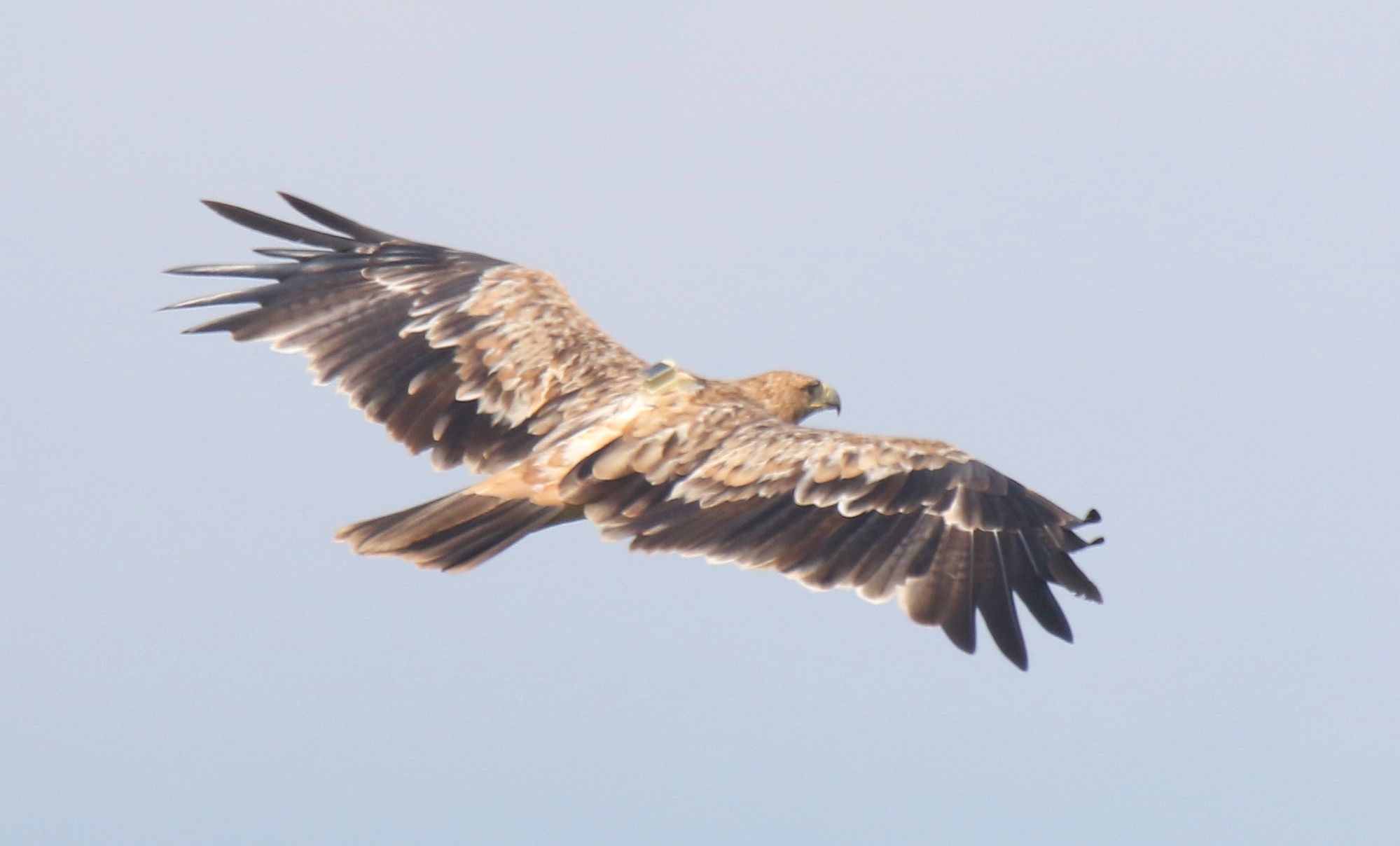 Imperial Eagle (Aquila heliaca)
