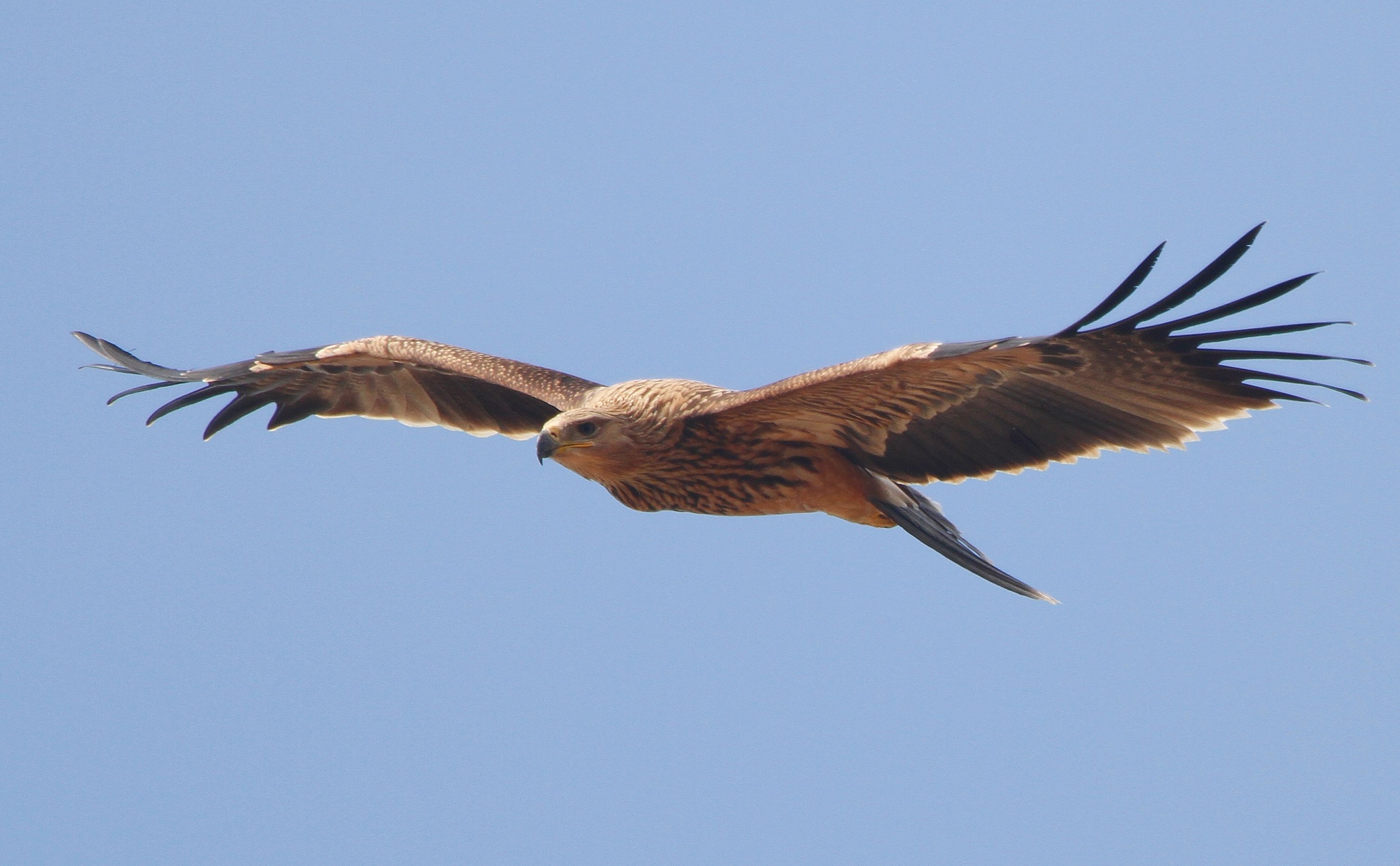 Imperial Eagle (Aquila heliaca)