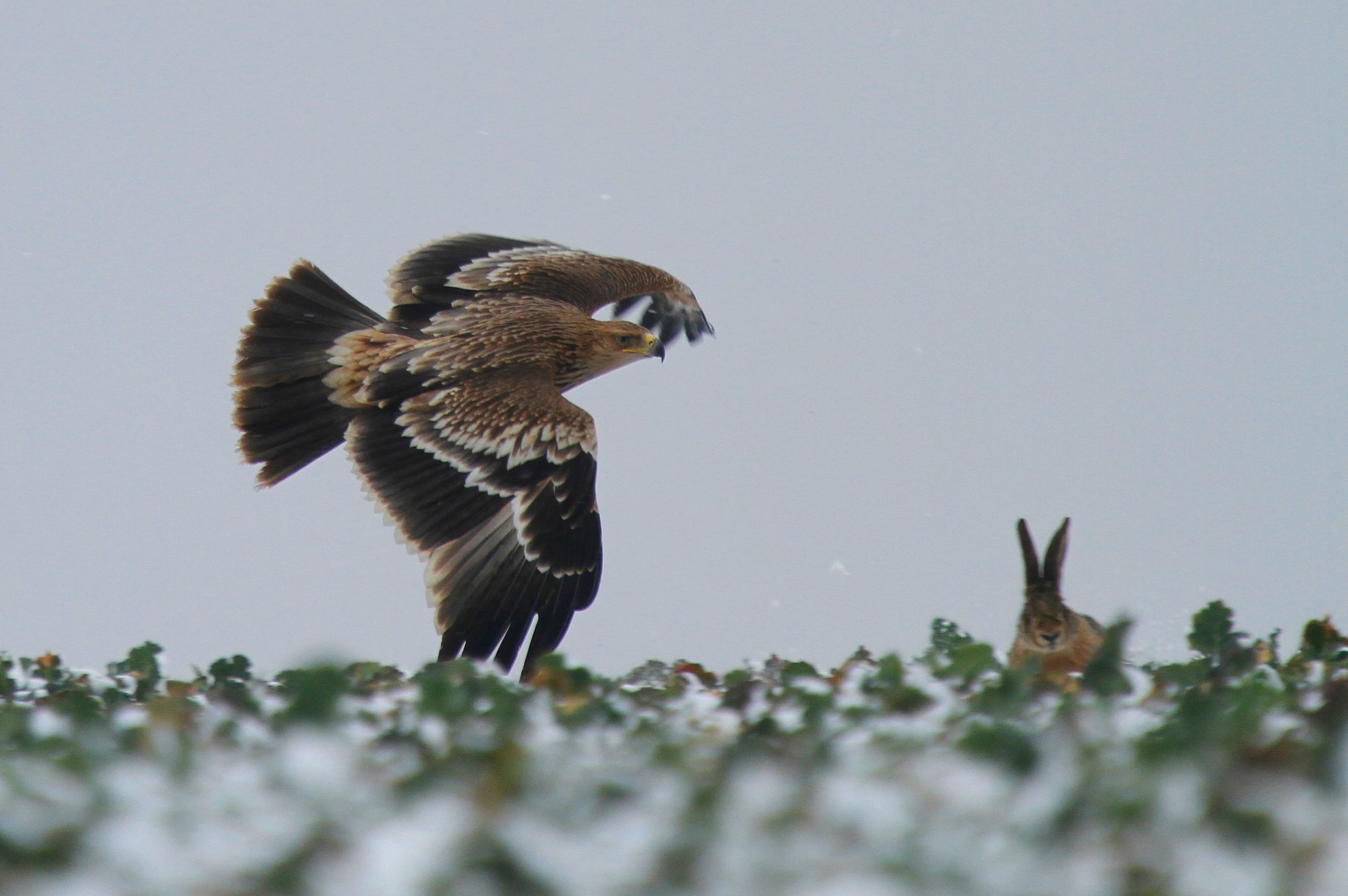 Imperial Eagle (Aquila heliaca)