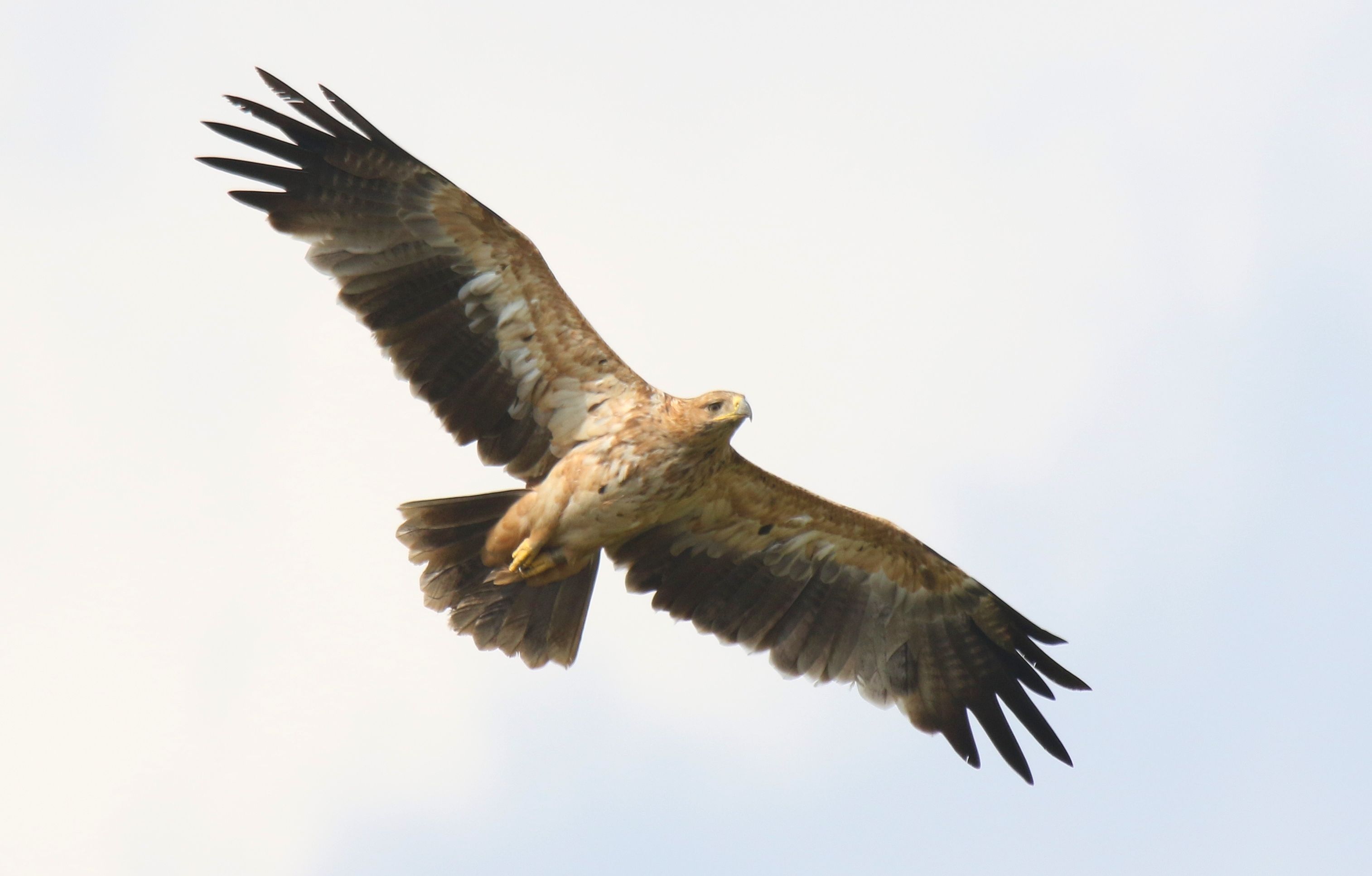 Imperial Eagle (Aquila heliaca)