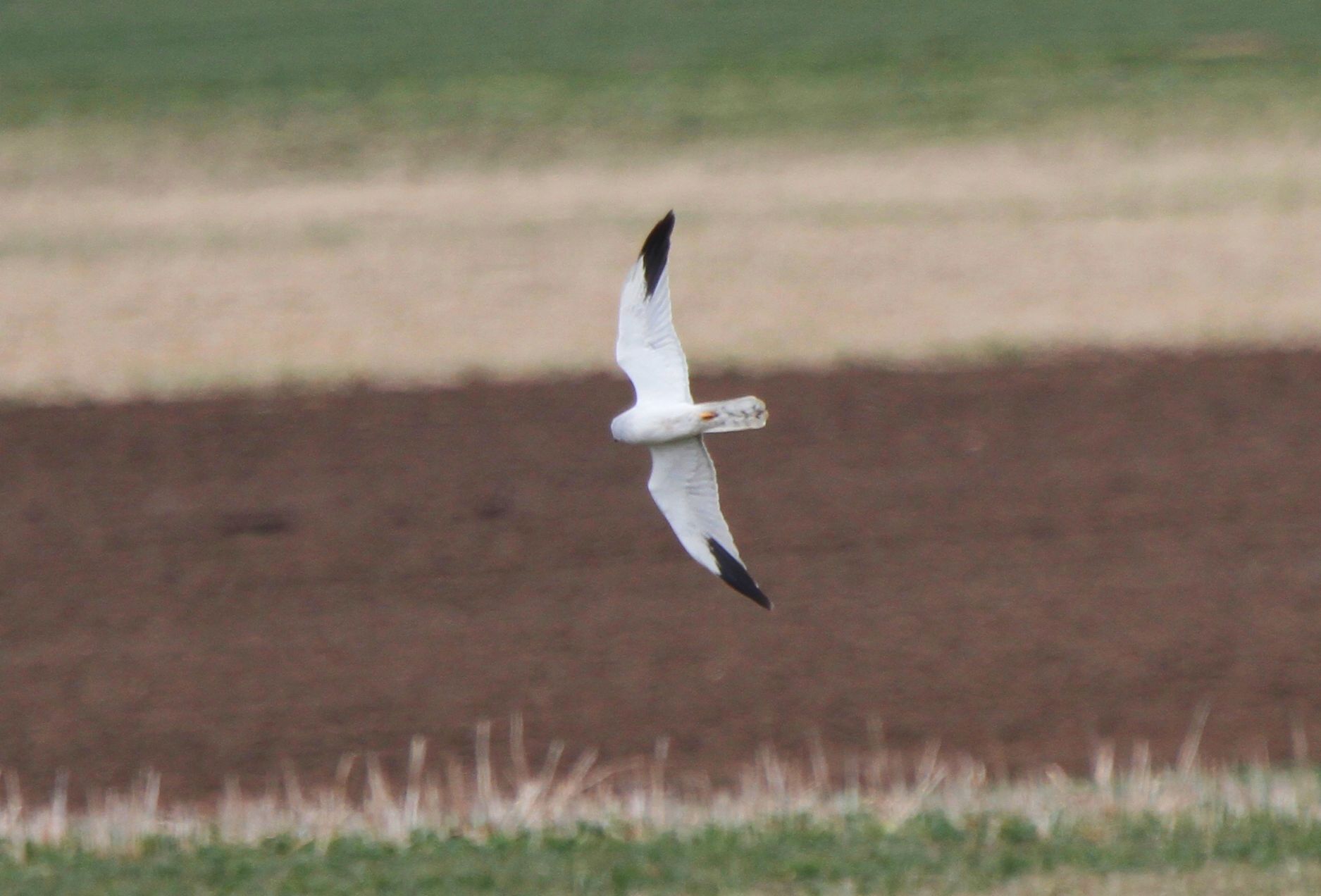 Pallid Harrier (Circus macrourus)