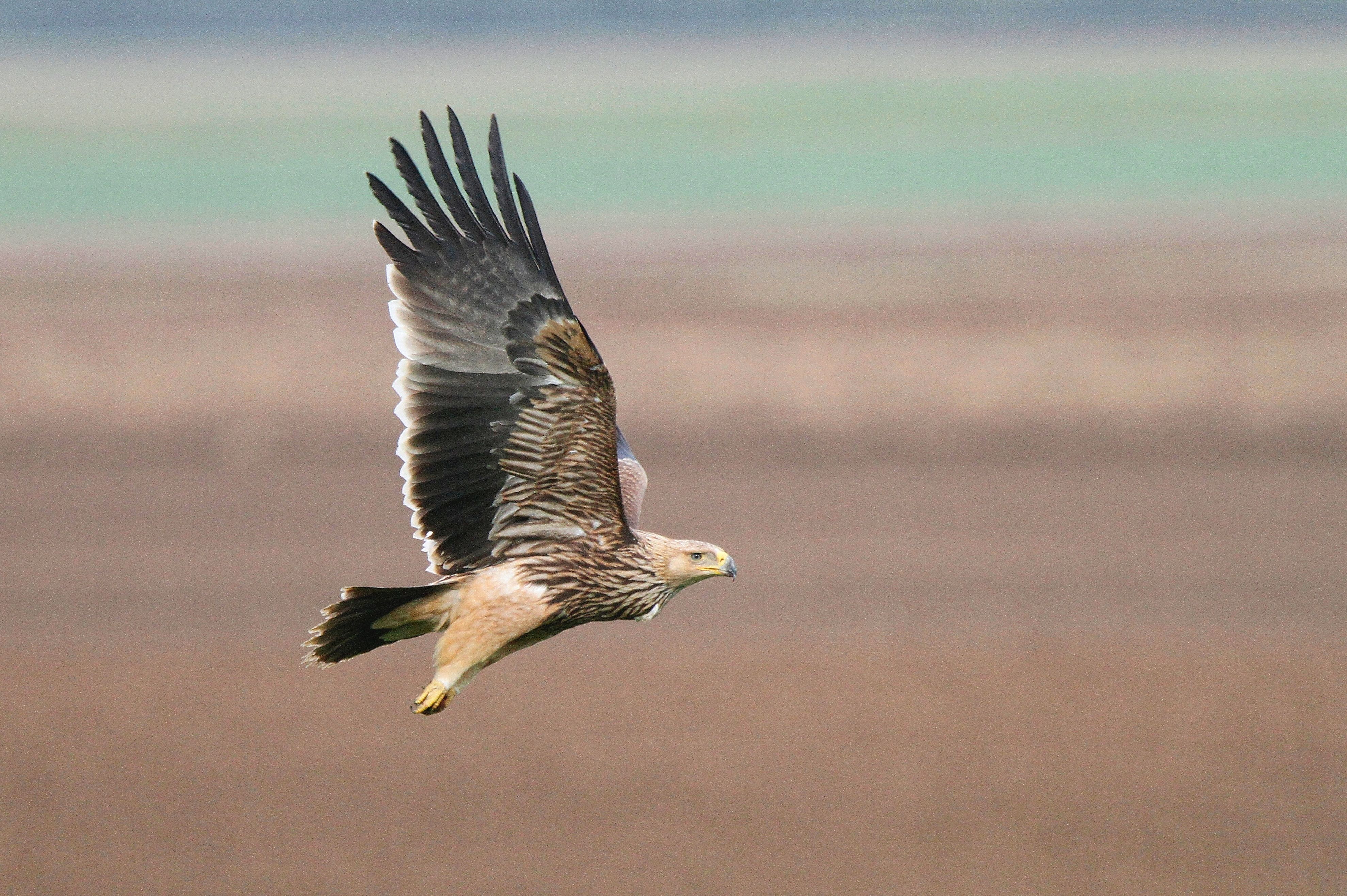 Imperial Eagle (Aquila heliaca)