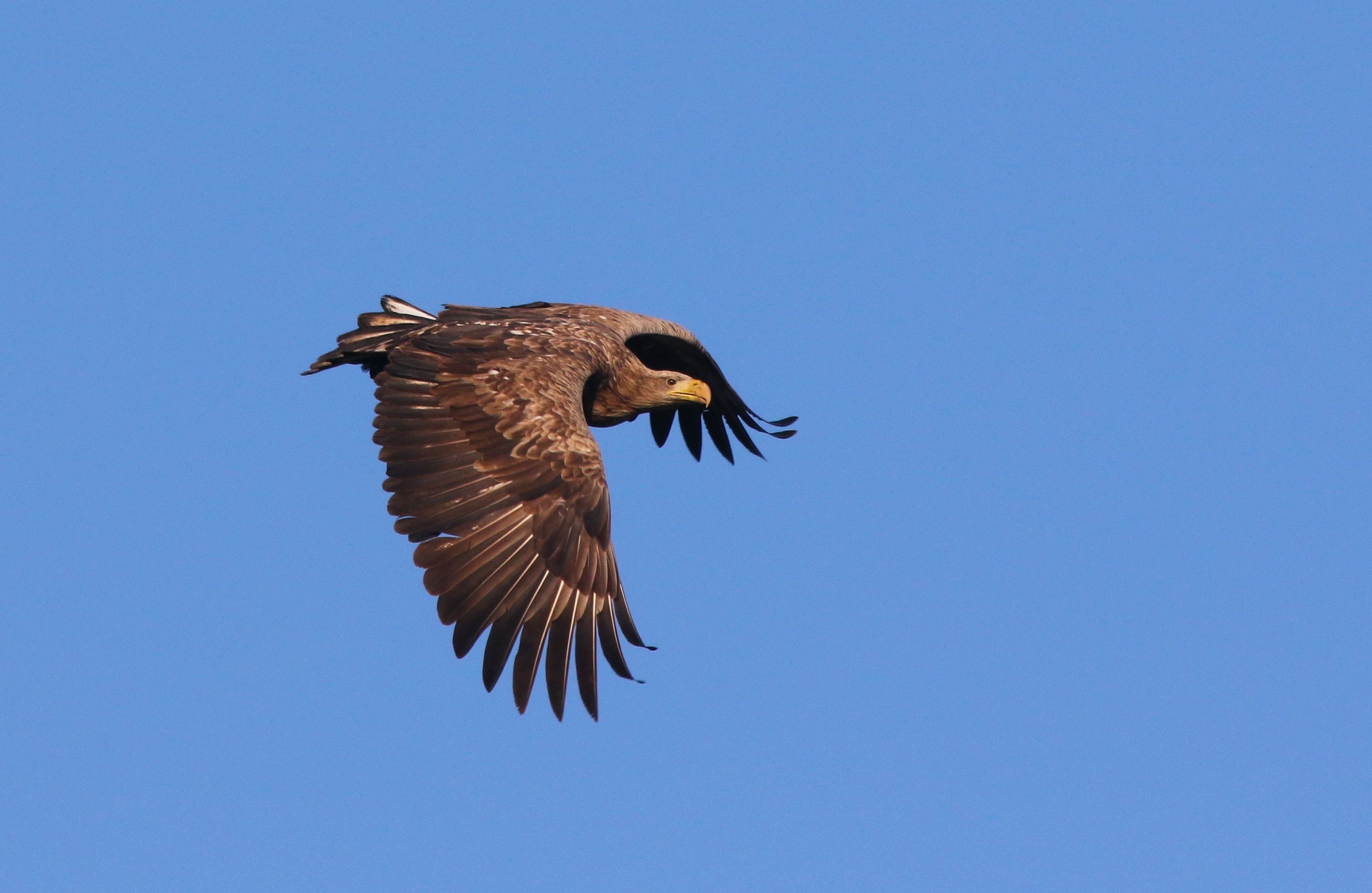 White Tailed Eagle (H. albicilla)