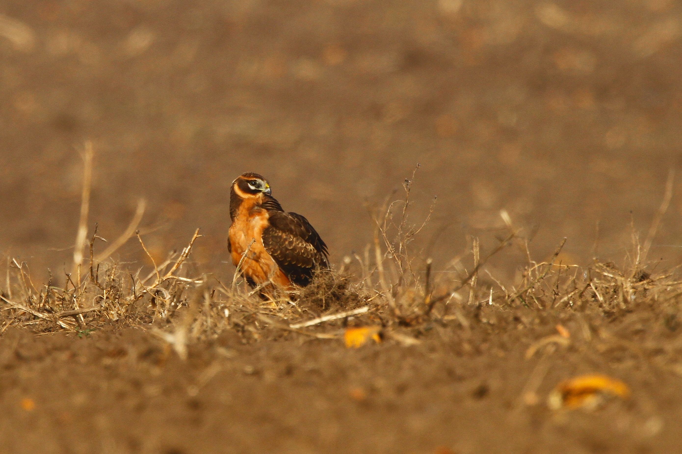 Pallid Harrier (Circus macrourus)