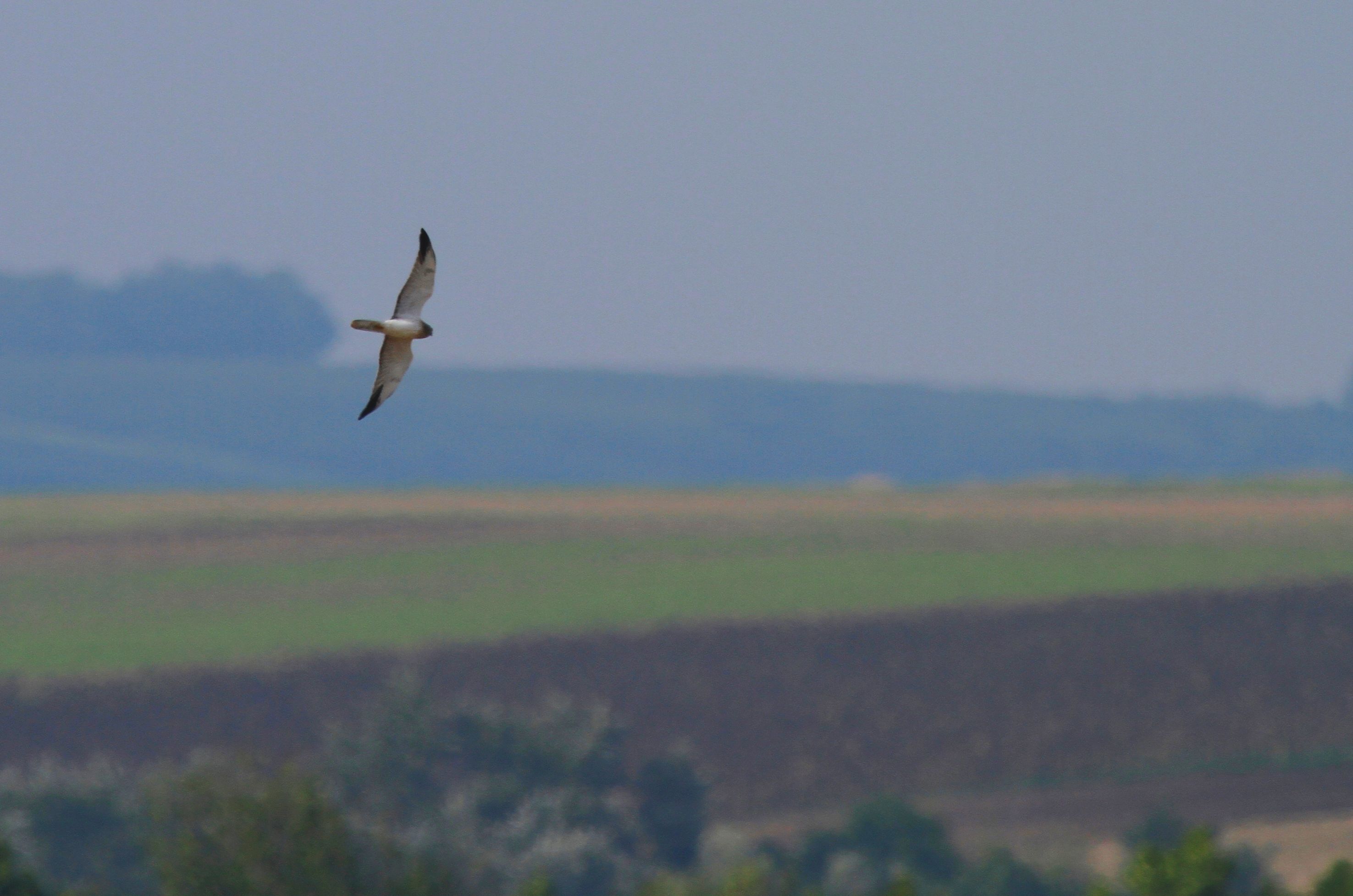 Pallid Harrier (Circus macrourus)