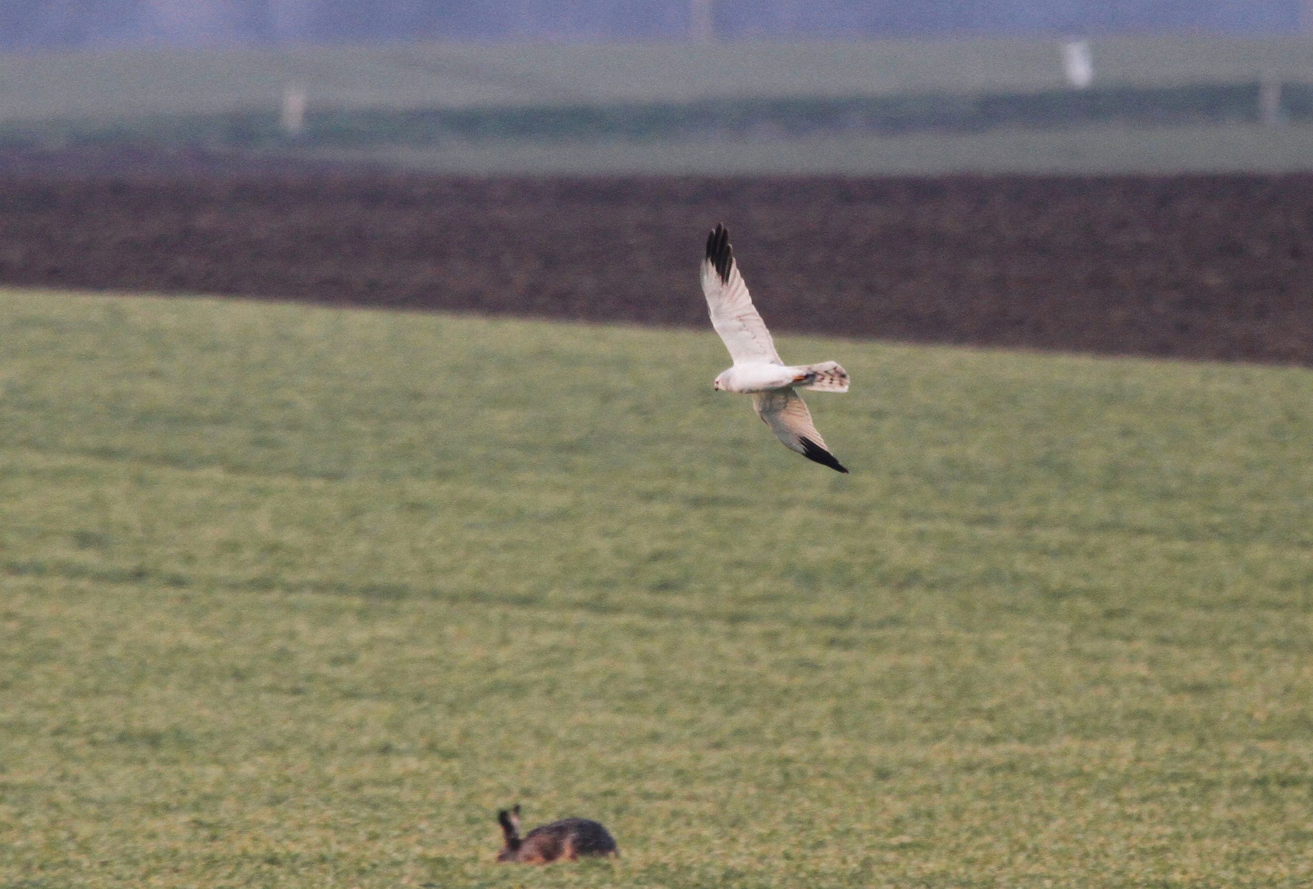 Pallid Harrier (Circus macrourus)