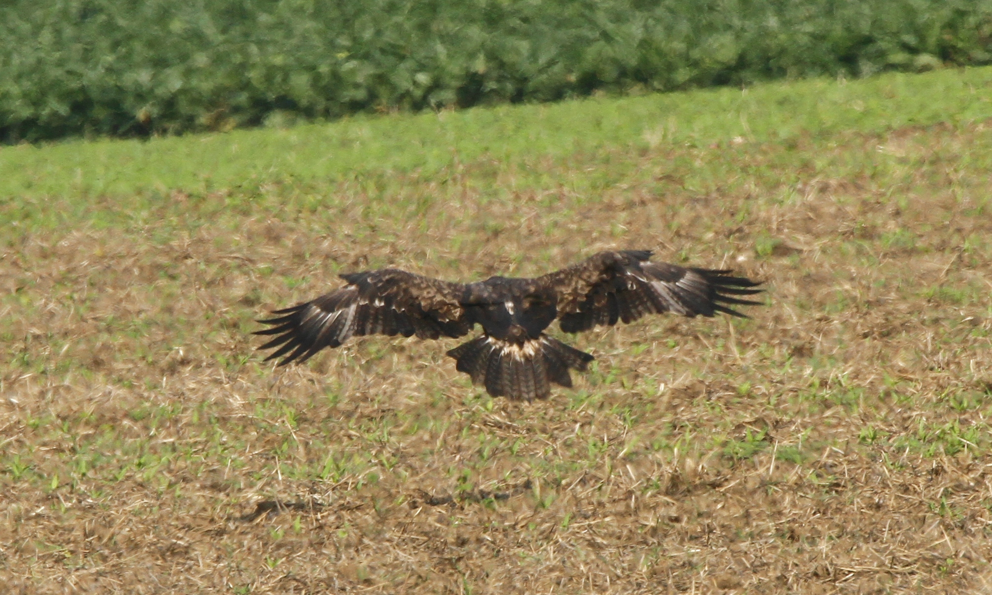Steppe Eagle (Aquila nipalensis)