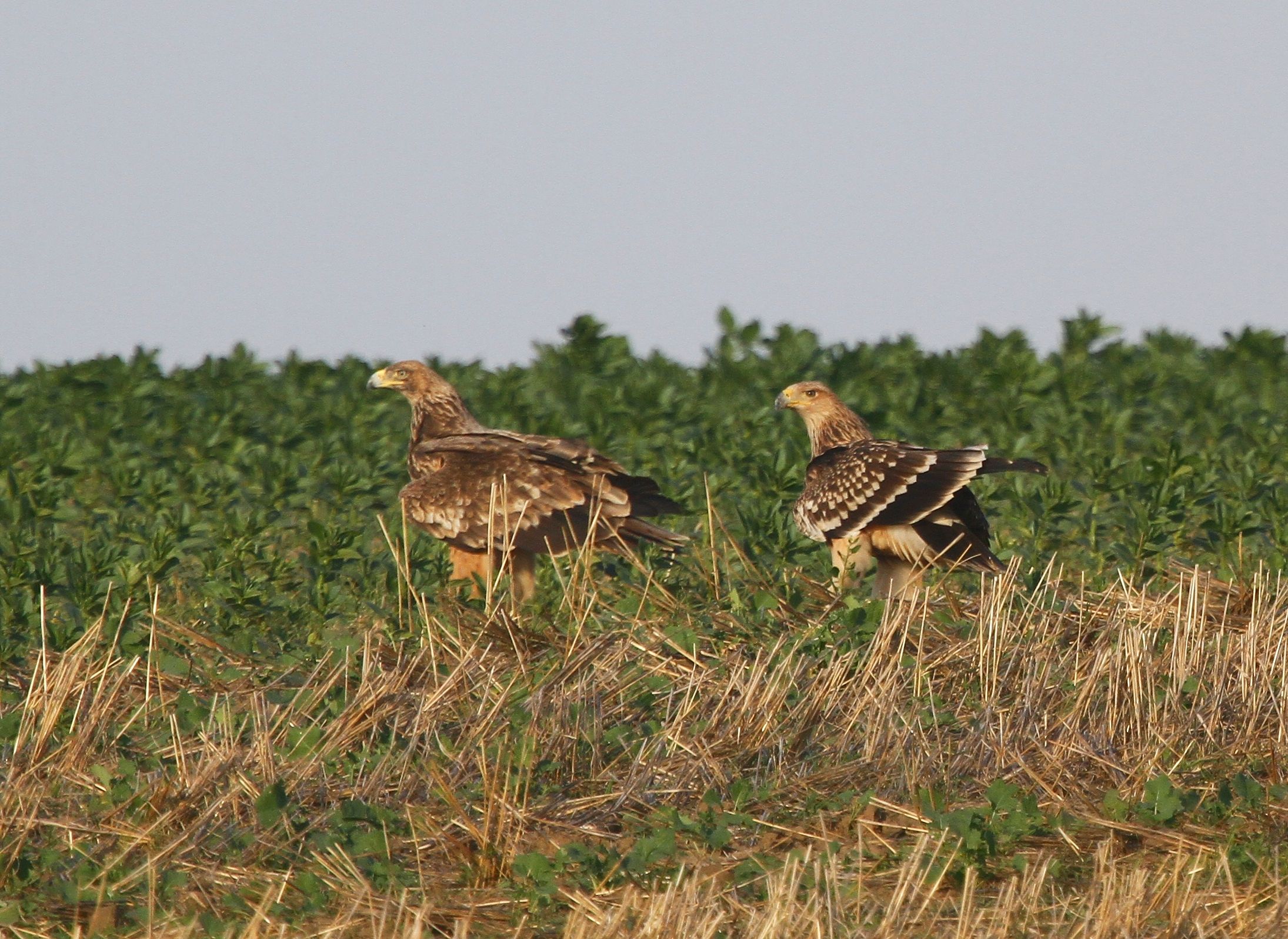 Imperial Eagle (Aquila heliaca)