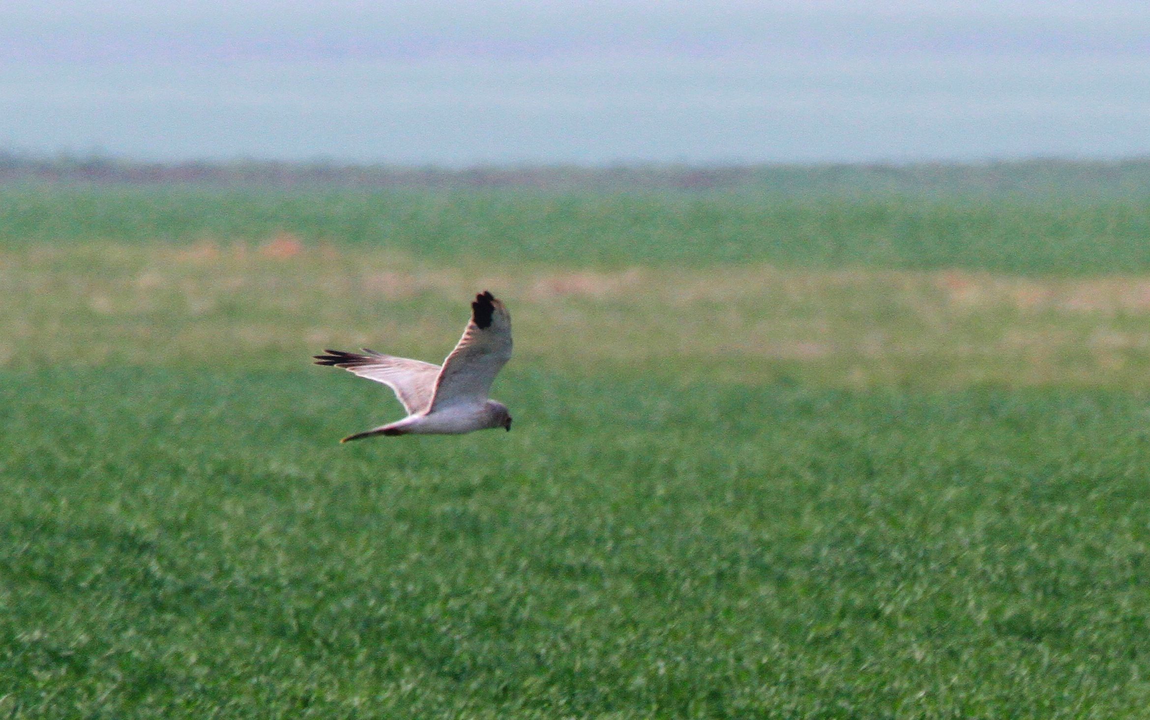 Pallid Harrier (Circus macrourus)