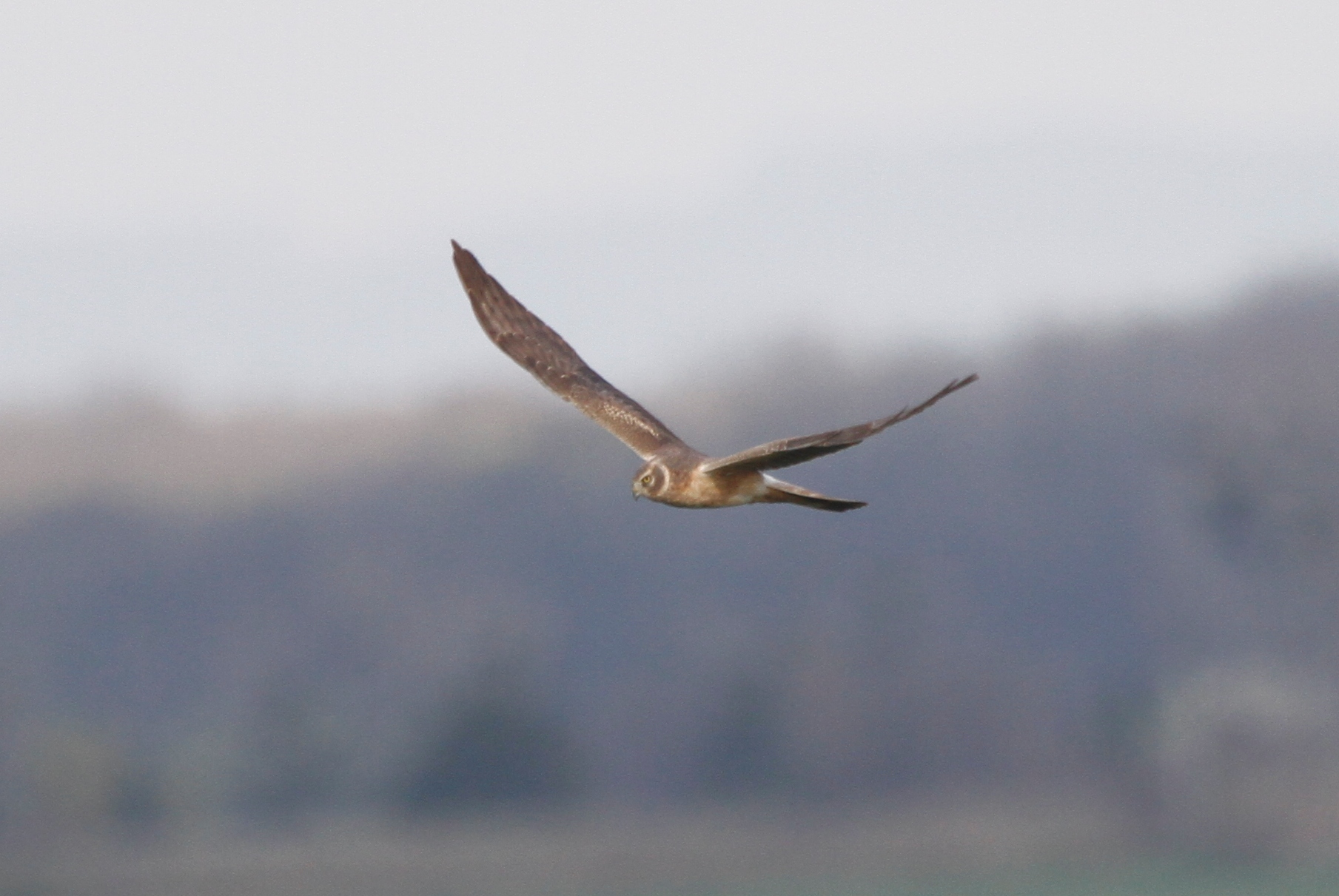 Pallid Harrier (Circus macrourus)