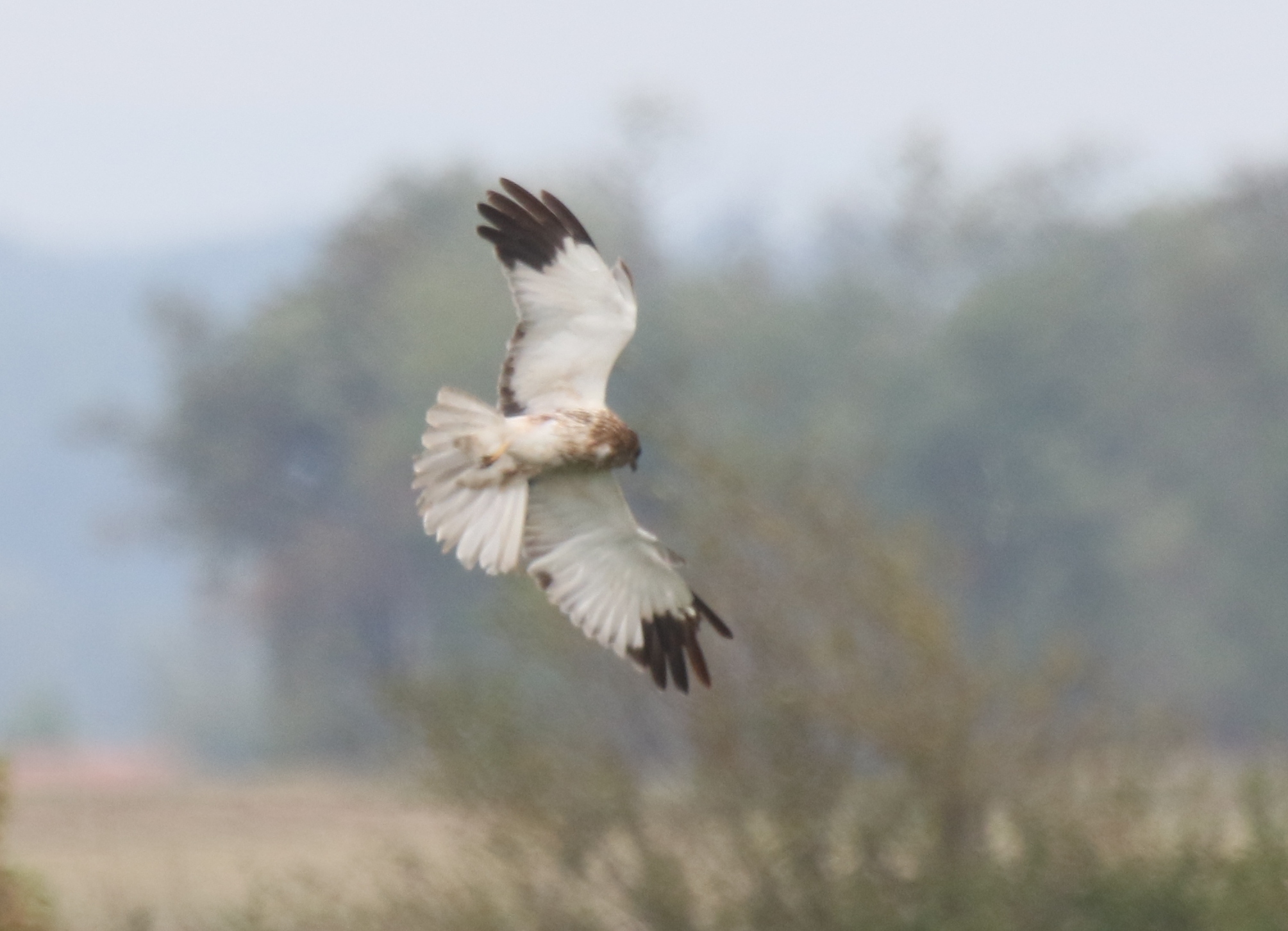 Marsh Harrier (Circus aeruginosus)