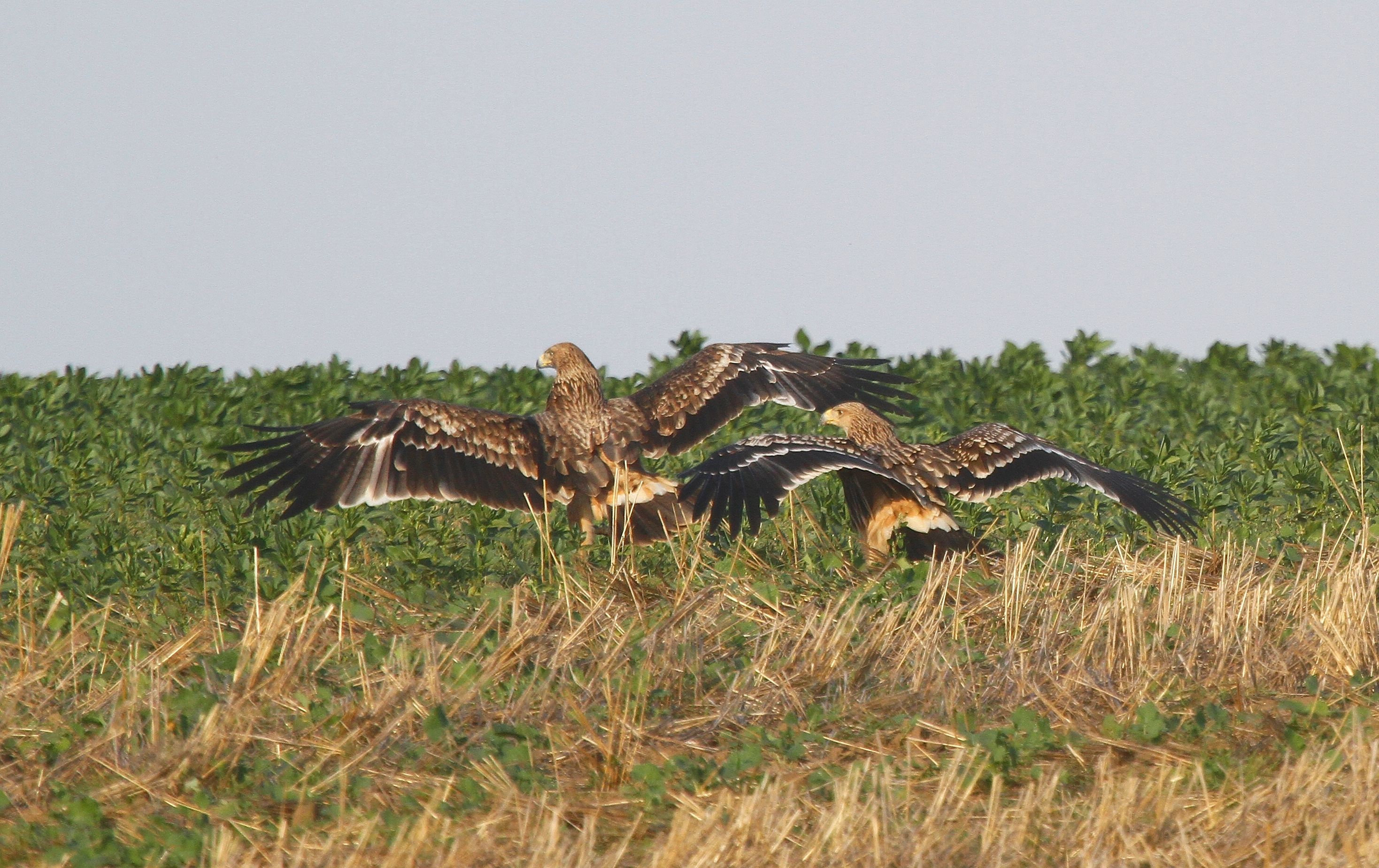 Imperial Eagle (Aquila heliaca)