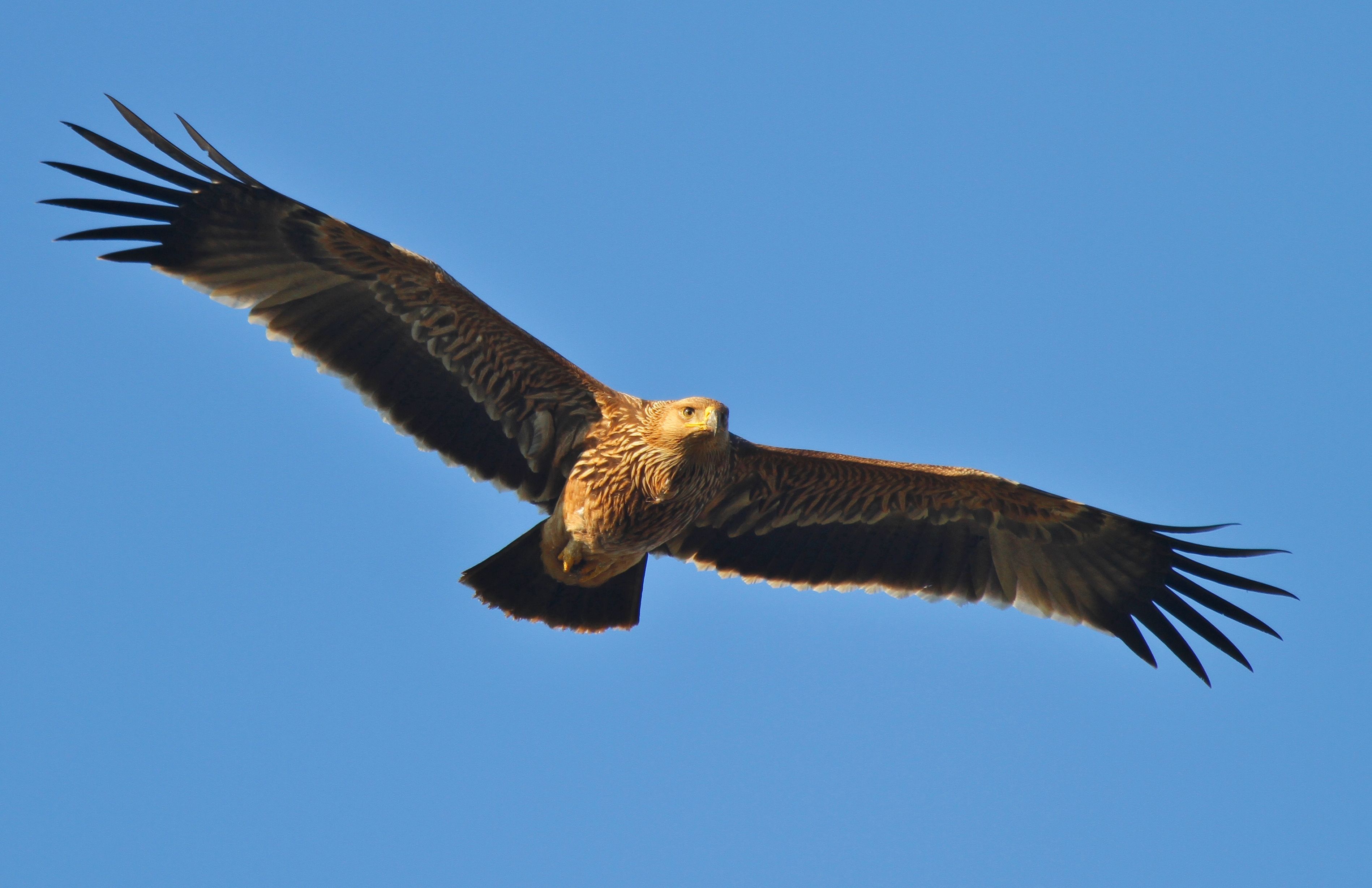 Imperial Eagle (Aquila heliaca)