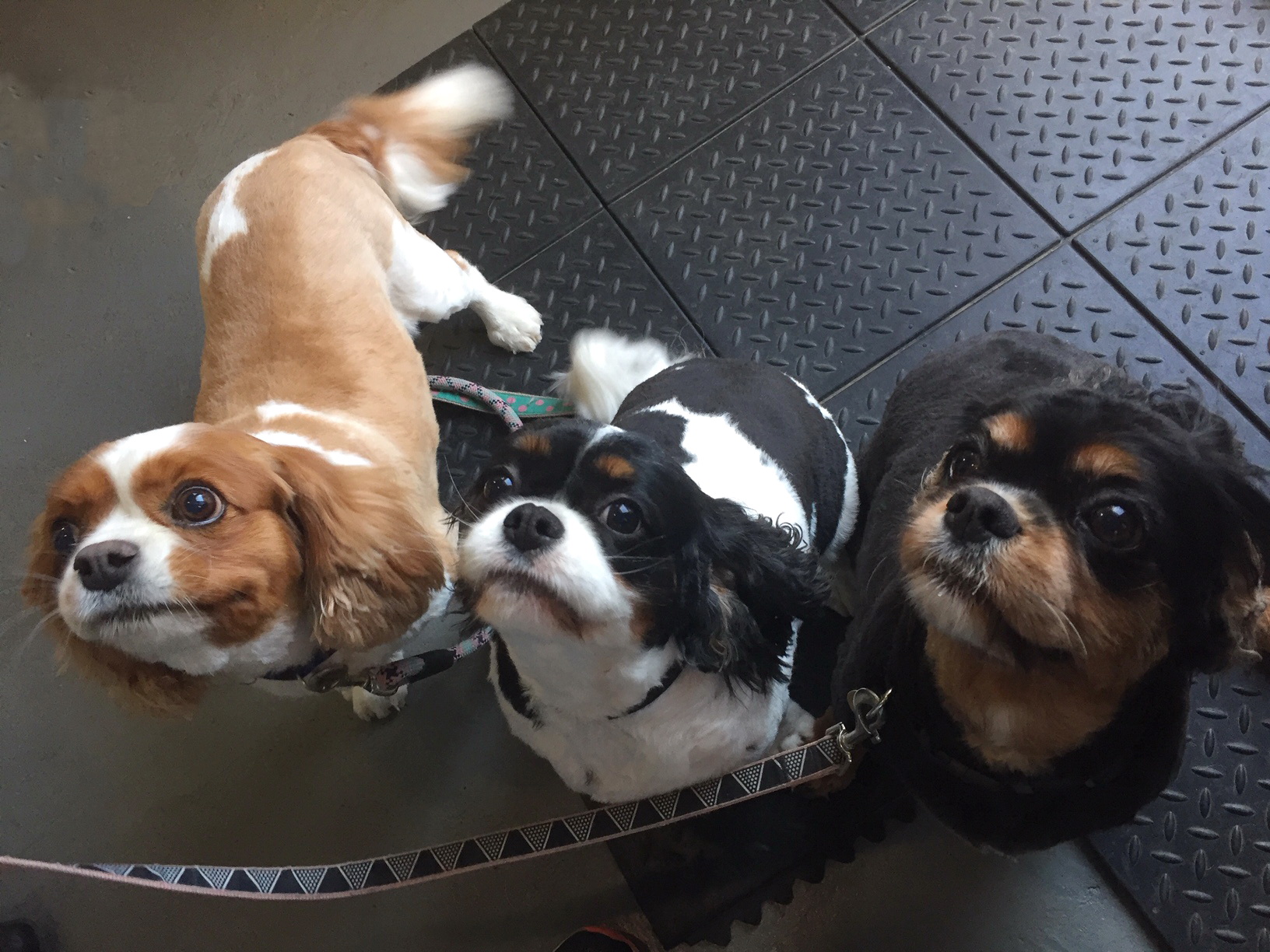 Fluffy Puppies Dog Grooming Gallery