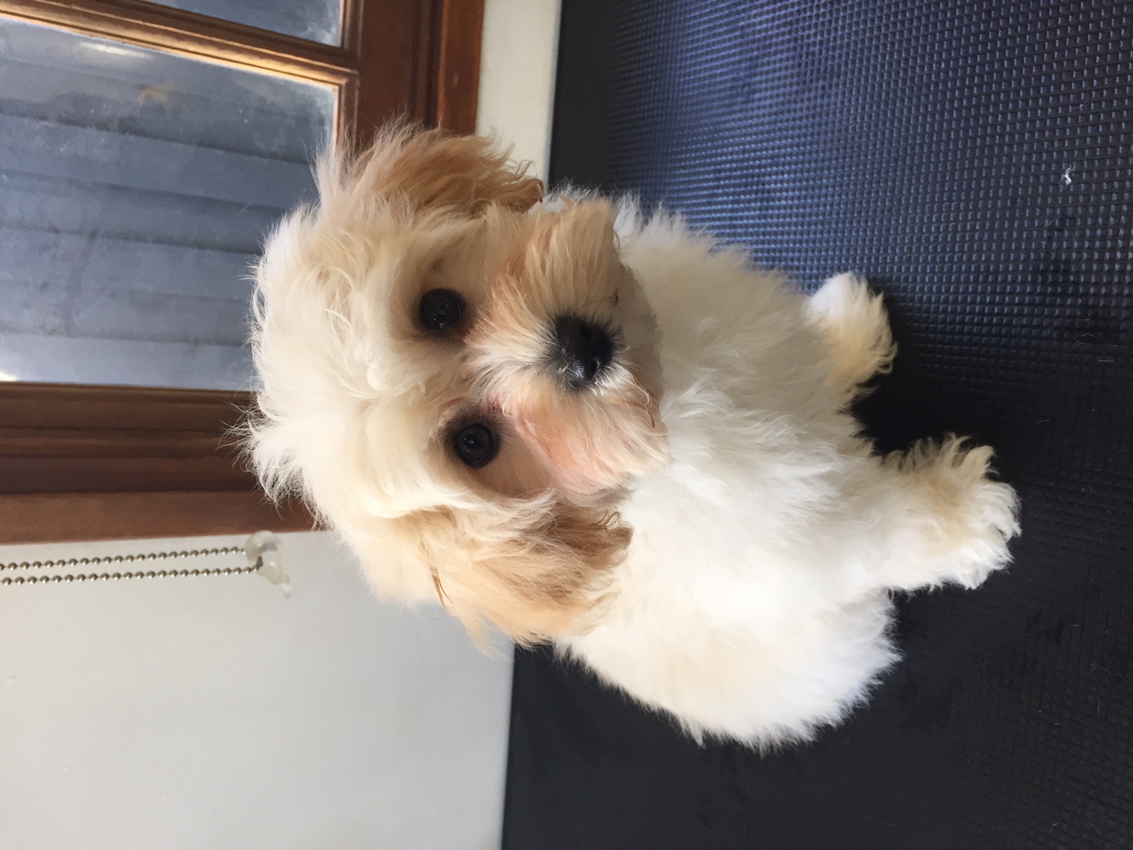 Fluffy Puppies Dog Grooming Gallery