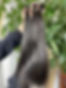 Dark brown hair extensions held up